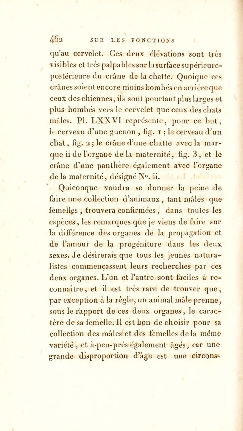 qu'au cervelet. Ces deux élévations sont très visibles et très palpablessur la surface supérieure- postérieure du crâne de la chatte. Quoique ces crânes soient encore moins bombés en arrière que ceux des chiennes, ils sont pourtant plus larges et plus bombés vers le cervelet que ceux des chats mâles. PI. LXXVI représente, pour ce but, le cerveau d’une guenon , fig. 1 ; le cerveau d'un chat, fig. 2; le crâne d’une chatte avec la mar- que ii de l’organe delà maternité, fig. 3 , et le crâne d'une panthère également avec l’organe de la maternité, désigné K°. ii. Quiconque voudra se donner la peine de faire une collection d’animaux, tant mâles que femelles , trouvera confirmées , dans toutes les espèces, les remarques que je viens de faire sur la différence des organes de la propagation et de l’amour de la progéniture dans les deux sexes. Je désirerais que tous les jeunes natura- listes commençassent leurs recherches par ces deux organes. L’un et l’autre sont faciles à re- connaître , et il est très rare de trouver que, par exception à la règle, un animal mâle prenne, sous le rapport de ces deux organes, le carac- tère de sa femelle. Il est bon de choisir pour sa collection des mâles et des femelles delà même variété, et à-peu-près également âgés, car une grande disproportion d’âge est une circons-