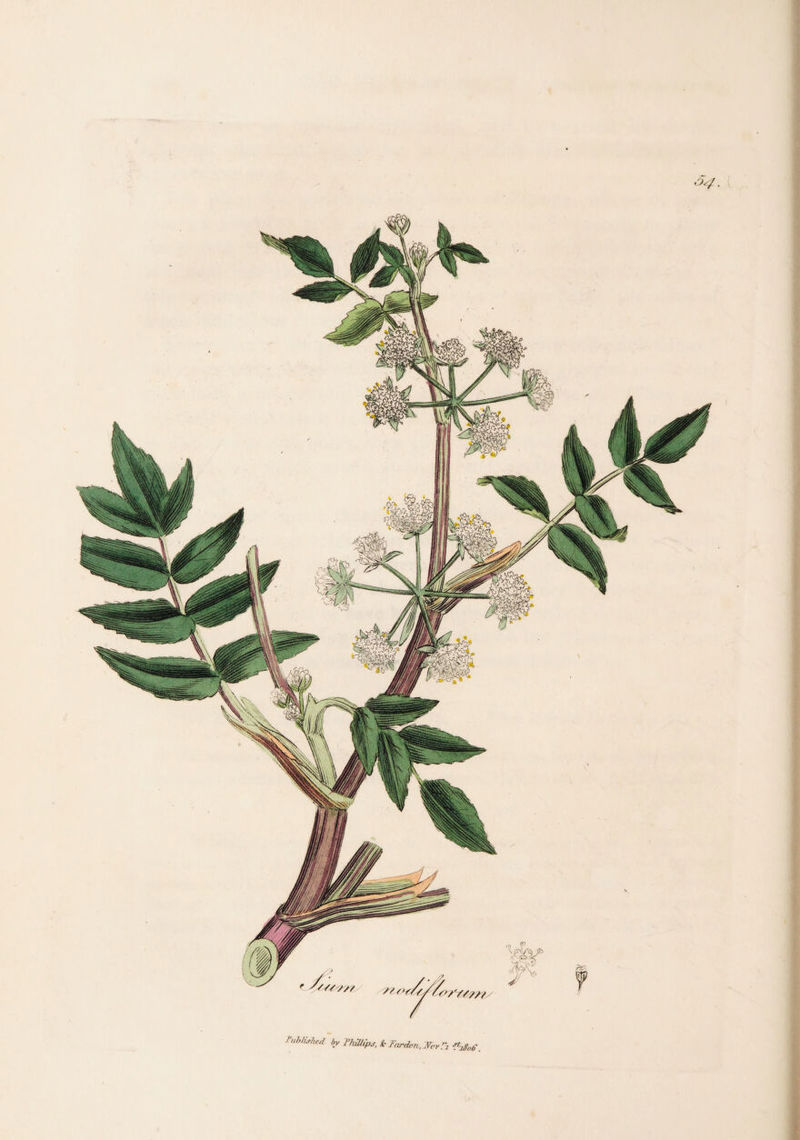 f'uhhj-hed by ThUJips, tic Farden, JPcr Ti ^iBob'.