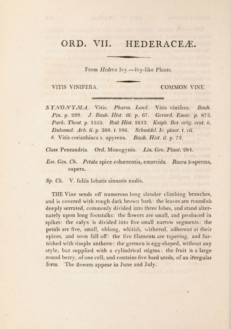 From Heeler a Ivy.—Ivy-like Plants. VIT1S VINIFERA. COMMON VINE. S YJCO NYJWA. Vitis. Pharm. Lond. Vitis 'vinifera. Bank, Pin. p. 299. J. Bauii. Hist. Hi. p. 67. Gerard. Emac. p. 875. Park. Tlieat. p. 1555. Raii Hist. 1613. Knipli. Bot. orig. cent. 6. Duhamel. Art), ii. p. 360. t. 106. Schmidel. Ic. plant, t. vii. &amp;. Vitis corinthiaca s. apyrena. Bank. Hist. ii. p. 72. Class Pentandria. Orel. Monogynia. Lin. Gen. Plant. 284. Ess. Gen. Ch. Petala apice cohaerentia, emarcida. Bacca 5-sperma, supera. Sp. Ch. V. foliis lobatis sinuatis nudis. THE Vine sends off numerous long slender climbing branches, and is covered with rough dark brown bark: the leaves are roundish deeply serrated, commonly divided into three lobes, and stand alter¬ nately upon long footstalks: the flowers are smalb and produced in spikes: the calyx is divided into five small narrow segments: the petals are five, smalb oblongs whitish,, withered, adherent at their apices, and soon fall off: the five filaments are tapering, and fur¬ nished with simple antherse: the gerrnen is egg-shaped, without any style, but supplied with a cylindrical stigma: the fruit is a large round berry, of one celh and contains five hard seeds, of an irregular form. The flowers appear in June and July.