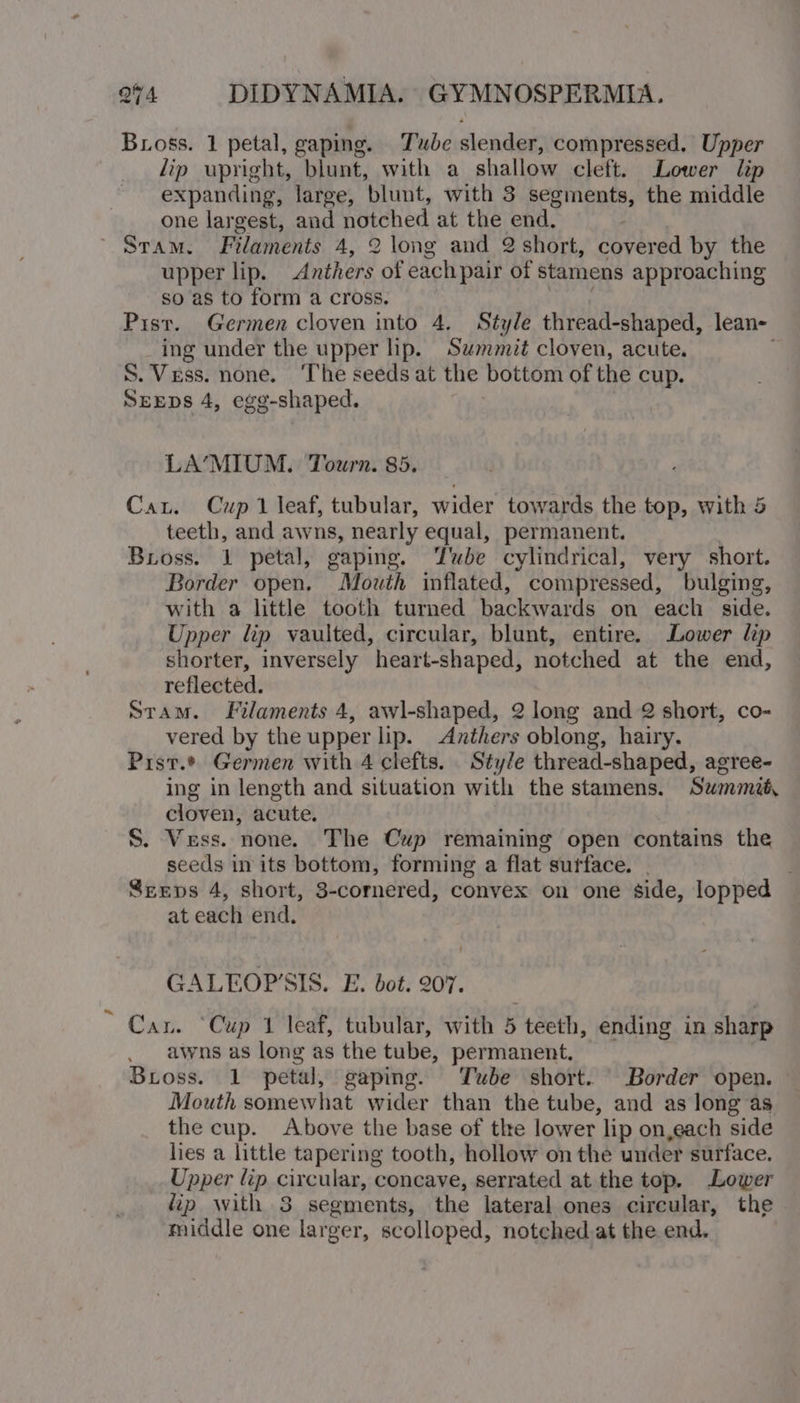 Bross. 1 petal, gaping. Tube slender, compressed. Upper lip upright, blunt, with a shallow cleft. Lower lip expanding, large, blunt, with 3 segments, the middle one largest, and notched at the end, ' Sram. Filaments 4, 2 long and 2 short, covered by the upper lip. Anthers of eachpair of stamens approaching so as to form a cross. Pist. Germen cloven into 4. Style thread-shaped, lean- ing under the upper hp. Summit cloven, acute. S. Vess. none. ‘The seeds at the bottom of the cup. SEEDS 4, egg-shaped. : LA’MIUM. Tourn. 85. Cau. Cup 1 leaf, tubular, wider towards the top, with 5 teeth, and awns, nearly equal, permanent. Bross. 1 petal, gaping. ‘Tube cylindrical, very short. Border open. Mouth inflated, compressed, bulging, with a little tooth turned backwards on each side. Upper lip vaulted, circular, blunt, entire. Lower lip shorter, inversely heart-shaped, notched at the end, reflected. stam. Filaments 4, awl-shaped, 2 long and 2 short, co- vered by the upper lip. Anthers oblong, hairy. Pist.* Germen with 4 clefts. Style thread-shaped, agree- ing in length and situation with the stamens. Swmmat cloven, acute. S. Vess. none. The Cup remaining open contains the seeds in its bottom, forming a flat surface. | Sreps 4, short, 3-cornered, convex on one side, lopped at each end. GALEOP’SIS. E. bot. 207. Can. Cup 1 leaf, tubular, with 5 teeth, ending in sharp awns as long as the tube, permanent. _ Bross. 1 petal, gaping. Tube short. Border open. Mouth somewhat wider than the tube, and as long as the cup. Above the base of tle lower lip on,each side lies a little tapering tooth, hollow on the under surface. Upper lip circular, concave, serrated at the top. Lower fip with 3 segments, the lateral ones circular, the middle one larger, scolloped, notched.at the end.