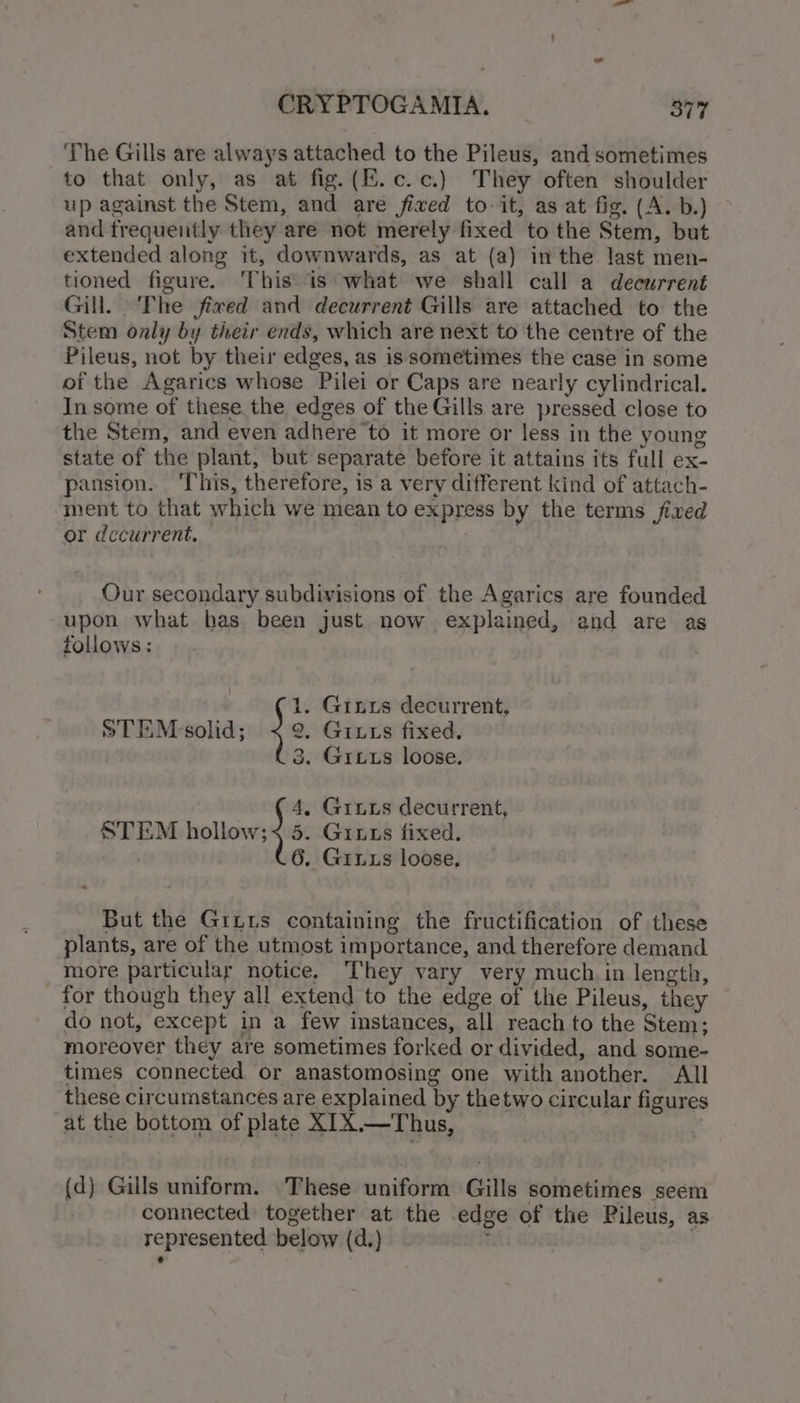 The Gills are always attached to the Pileus, and sometimes to that only, as at fig. (E.c.c.) They often shoulder up against the Stem, and are fixed to-it, as at fig. (A. b.) and frequently they are not merely fixed to the Stem, but extended along it, downwards, as at (a) inthe last men- tioned figure. This is what we shall call a decurrent Gill. |The fixed and decurrent Gills are attached to the Stem only by their ends, which are next to the centre of the Pileus, not by their edges, as is sometimes the case in some of the Agarics whose Pilei or Caps are nearly cylindrical. In some of these the edges of the Gills are pressed close to the Stem, and even adhere to it more or less in the young state of the plant, but separate before it attains its full ex- pansion. ‘This, therefore, is a very different kind of attach- ‘ment to that which we mean to express by the terms fixed or decurrent. Our secondary subdivisions of the Agarics are founded upon what has been just now explained, and are as tollows: 1. Griuxs decurrent, STEM -solid; 2, Giuts fixed, 3. Grits loose. 4, Grits decurrent, STEM hollow; &lt; 5. Giuus fixed. . 6. Gruxs loose, But the Giuis containing the fructification of these plants, are of the utmost importance, and therefore demand more particular notice, They vary very much in length, for though they all extend to the edge of the Pileus, they — do not, except in a few instances, all reach to the Stem; moreover they are sometimes forked or divided, and some- times connected or anastomosing one with another. All these circumstances are explained by thetwo circular figures at the bottom of plate XIX.—Thus, | (d) Gills uniform. These uniform Gills sometimes seem connected together at the edge of the Pileus, as represented below (d.) q