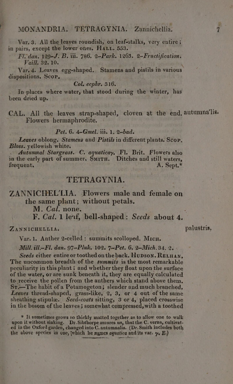 Var. 3. All the leaves roundish, on leaf-stalks, very entire 5 in pairs, except the lower ones, HA, 553. ' Fl. dan. 129-J: B, iii. 786. 2-Park, 1263. 2~Fructification, Vaill. 32.10. \ Var, 4. Leaves egg-shaped. Stamens and pistils in various dispositions. Scop. Col. ecphr. 316. In places where water, that stood during the winter, has been dried up. CAL. All the leaves strap-shaped, cloven at the end, autumna’lis. | Flowers hermaphrodite. Pet. 6. 4—Gmel. i). 1. 2-bad. Leaves oblong. Stamens and Pistils in different plants. Scop. Bloss. yellowish white, Autumnal Stargrass. C. aquaticay, Fl. Brit. Flowers also in the early part of summer. SmirH. Ditches and still waters, frequent. A. Sept.* TETRAGYNIA. ZANNICHEL’LIA. Flowers male and female on the same plant; without petals. M. Cal. none. | 3 F. Cal. 1 leaf, bell-shaped: Seeds about 4. ZANNICHELLIA. . palustris, Var. 1. Anther 2-celled : summits scolloped. Micn. Mill. ill.-Fl. dan. 97-Pluk, 102. 7~Pet. 6. 2-Mich.34. 2. Seeds either entire or toothed on the back. Hupson. RELuAn, The uncommon breadth of the summits is the most remarkable peculiarity in this plant ; and whether they float upon the surface of the water, or are sunk beneath it, they are equally calculated to receive the pollen from the anthers which stand above them. St.—The habit of a Potamogeton; slender and much branched, Leaves thread-shaped, grass-like, 2, 3, or 4 out of the same sheathing stipule. Seed-coats sitting, 3 or 4, placed crosswise in the bosom of the leaves ; somewhat compressed, with a toothed * It sometimes grows so thickly matted together as to allow one to walk _ upon it without sinking. Dr. Sibthorpe assures us, that the C. verna, cultivat- ed in the Oxford garden, changed into C. autumnalis. (Dr.Smith includes both the above species in one, twhich he names aguatica andits vars y, E.)