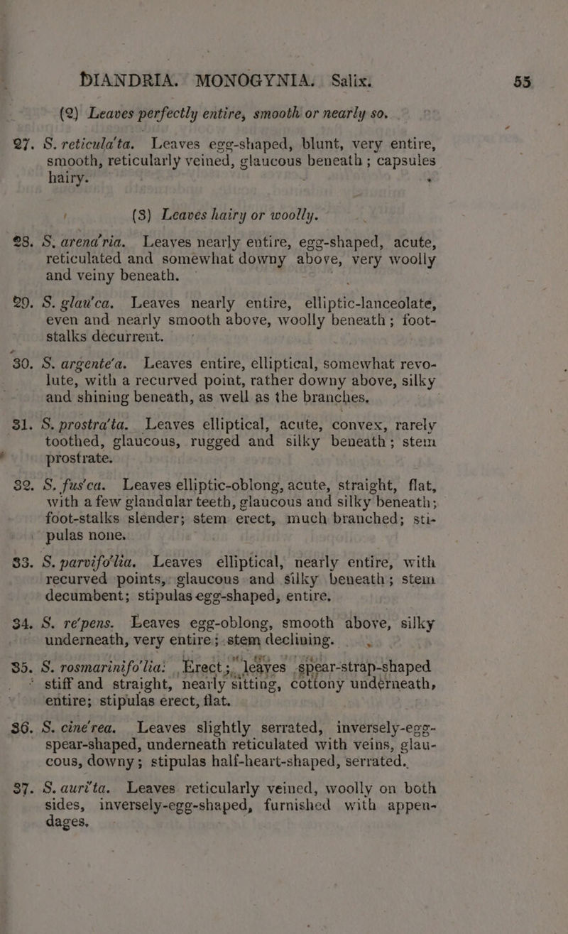 81. (2) Leaves perfectly entire, smooth or nearly so. S. reticula'ta. Leaves egg-shaped, blunt, very entire, (3) Leaves hairy or woolly. S. arend’ria. Leaves nearly entire, egg-shaped, acute, reticulated and somewhat downy above, very woolly and veiny beneath. S. glau’ca, Leaves nearly entire, elliptic-lanceolate, even and nearly smooth above, woolly beneath; foot- stalks decurrent. and ‘shining beneath, as well as the branches, S. prostra’‘ta. Leaves elliptical, acute, convex, rarely toothed, glaucous, rugged and silky beneath ; stem prostrate. with afew glandalar teeth, glaucous and silky beneath; foot-stalks slender; stem erect, much branched; sti- 34. 35. S. parvifolia, Leaves elliptical, nearly entire, with recurved points, glaucous and silky beneath; stem decumbent; stipulas ege-shaped, entire. S. re‘pens. Leaves egg-oblong, smooth aboye, silky underneath, very entire; .stem declining. * S. rosmarinifo'lia! Erect; “leaves spear-strap-shaped 36. 37. entire; stipulas erect, flat. S. cinerea, Leaves slightly serrated, inversely-egs- spear-shaped, underneath reticulated with veins, glau- cous, downy; stipulas half-heart-shaped, serrated. S.aurvta. Leaves reticularly veined, woolly on both sides, inversely-egg-shaped, furnished with appen- dages,