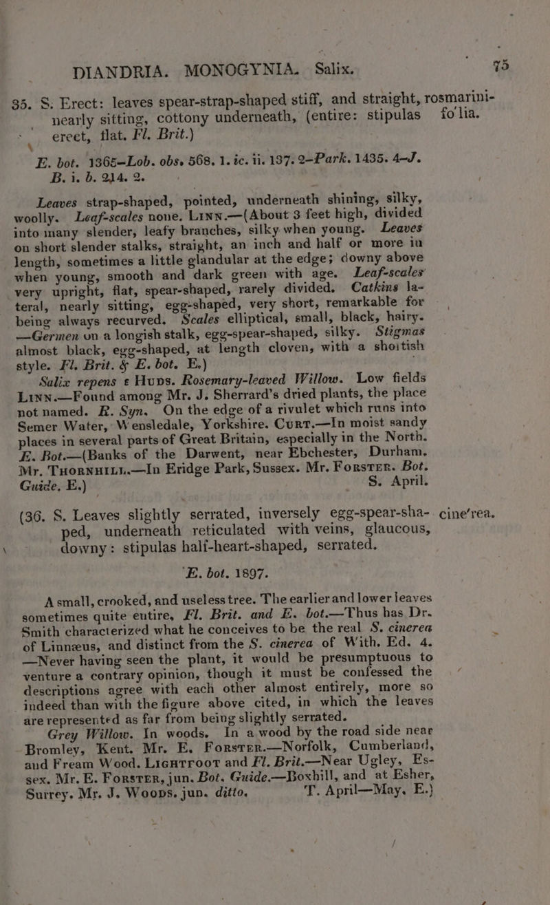 rh) nearly sitting, cottony underneath, (entire: stipulas erect, flat. Fl. Brit.) E. bot. 1365—Lob. obs. 568. 1. ic. 11. 137. 2-Park. 1435. 4—J. B. i. 6. 24. 2. Leaves strap-shaped, pointed, underneath shining, silky, woolly. Leaf-scales none. Linn.—(About 3 feet high, divided into many slender, leafy branches, silky when young. Leaves on short slender stalks, straight, an inch and half or more in length, sometimes a little glandular at the edge; downy above very upright, flat, spear-shaped, rarely divided, Catkins \a- teral, nearly sitting, egg-shaped, very short, remarkable for being always recurved. Scales elliptical, small, black, hairy. —Germen on a longish stalk, egg-spear-shaped, silky. Sizgmas almost black, egg-shaped, at length cloven, with a shoitish style. Fl. Brit. &amp; E. bot. E.) ' Salix repens ¢ Huns. Rosemary-leaved Willow. Low fields Linn.—Found among Mr. J. Sherrard’s dried plants, the place not named. R. Syn. On the edge of a rivulet which runs into Semer Water, Wensledale, Yorkshire. Curt.—In moist sandy places in several parts of Great Britain, especially in the North. E. Bot.—(Banks of the Darwent, near Ebchester, Durham, Mr. THornuILu.—In Eridge Park, Sussex. Mr. Forster. Bot. Guide. E.) S. April. (36. S. Leaves slightly serrated, inversely egg-spear-sha- ped, underneath reticulated with veins, glaucous, downy: stipulas hali-heart-shaped, serrated. ‘E. bot. 1897. Asmall, crooked, and useless tree. The earlier and lower leaves sometimes quite eutire, Fl. Brit. and E. bot.—Thus has Dr. Smith characterized what he conceives to be the real S. cinerea of Linneeus, and distinct from the S. cinerea of With. Ed. 4. —Never having seen the plant, it would be presumptuous to venture a contrary opinion, though it must be confessed the descriptions agree with each other almost entirely, more so indeed than with the figure above cited, in which the leaves are represented as far from being slightly serrated. Grey Willow. In woods. In a wood by the road side near Bromley, Kent. Mr. E, Forsrer.—Norfolk, Cumberland, and Fream Wood. Lientroot and Fl. Brit.—Near Ugley, Es- sex. Mr. E. Forster, jun. Bot. Guide.—Boxhill, and at Esher, Surrey. Mr, J. Woops. jun. ditto. T. April—May. E.} fo lia. cine’rea.