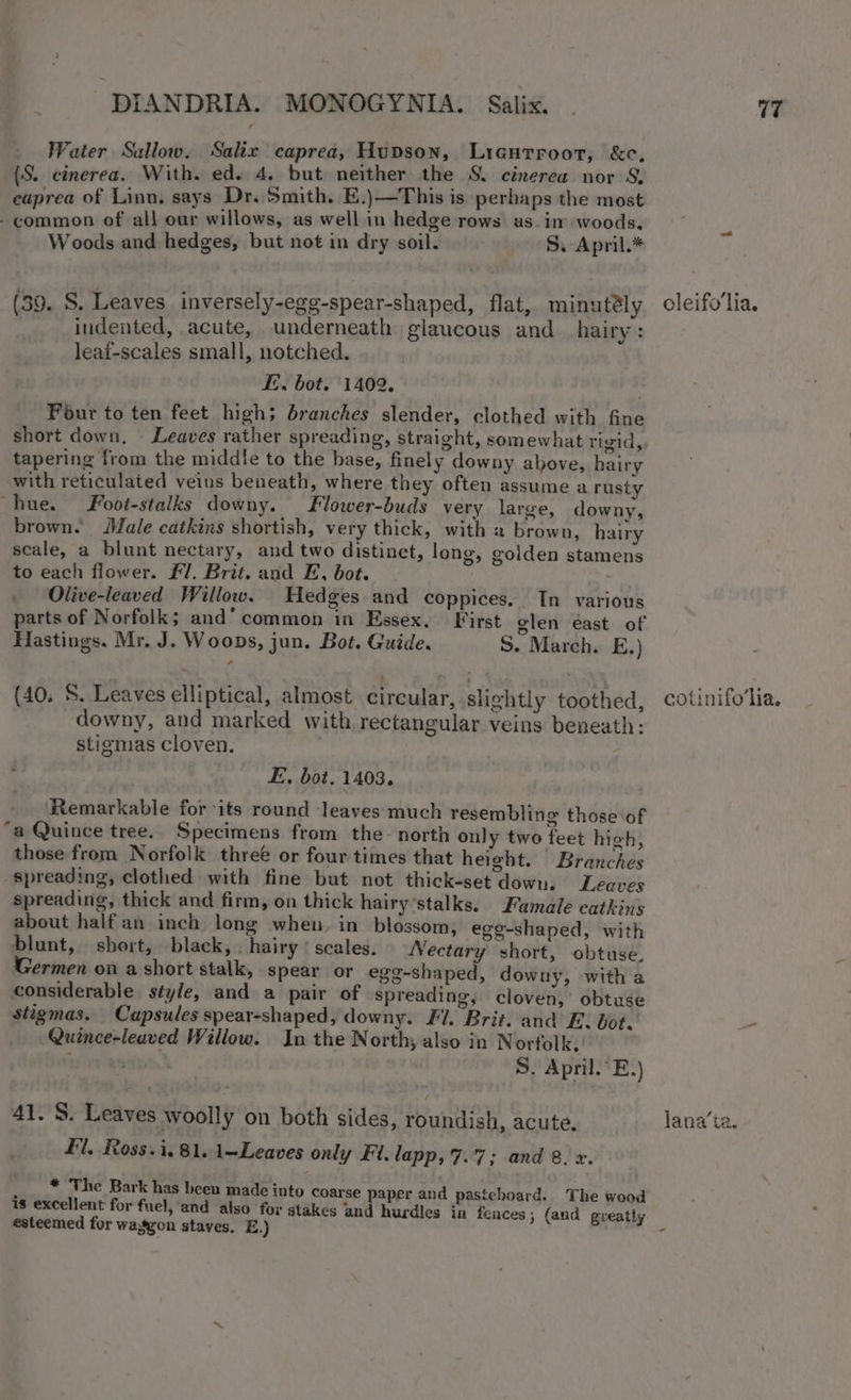 Water Sullow. Salix caprea, Hupson, Ligurroor, &amp;c, (S. cinerea. With. ed. 4. but neither the S. cinerea nor S. eaprea of Linn, says Dr. Smith. E.)—This is perhaps the most -common of all our willows, as well in hedge rows as. in woods, Woods and hedges, but not in dry soil. S. April.* (39. S, Leaves inversely-egg-spear-shaped, flat, minutély oleifo'lia. indented, acute, underneath glaucous and hairy : leaf-scales small, notched. EE. bot. 1409, Four to ten feet high; branches slender, clothed with fine short down, Leaves rather spreading, straight, somewhat rigid,, tapering from the middle to the base, finely downy above, hairy with reticulated veins beneath, where they often assume a rusty hue. Foot-stalks downy. Flower-buds very large, downy, brown. Male catkins shortish, very thick, with a brown, hairy scale, a blunt nectary, and two distinct, long, goiden stamens to each flower. #7. Brit. and E, bot. a Olive-leaved Willow. Hedges and coppices. In various parts of Norfolk; and’ common in Essex, First glen east of Hastings, Mr. J. Woops, jun. Bot. Guide. S. March. E.) (40. 8. Leaves elliptical, almost circular, slightly toothed, cotinifo'lia. downy, and marked with rectangular veins beneath: stigmas cloven. E. bot. 1403. Remarkable for its round leaves much resembling those of “a Quince tree.. Specimens from the- north only two feet high, those from Norfolk three or four times that height. — Branches spreading, clothed with fine but not thick-set down. Leaves spreading, thick and firm, on thick hairy’stalks.. Famale catkins about halfan inch long when, in blossom; ege-shaped, with blunt, short, black, . hairy * scales. Nectary short, obtuse. Germen on a short stalk, spear or egg-shaped, downy, witha considerable style, and a pair of spreading, cloven, obtuse stigmas. Capsules spear-shaped, downy. Fl. Brit. and E. bot. Quince-leaved Willow. In the North, also in Norfolk. S. April. E.) Al. S. Leaves woolly on both sides, roundish, acute. lana‘ta. Fl. Ross.i. 81. 1-Leaves only Fl. lapp, 7.7; and 8. x. * The Bark has been made into coarse paper and pasteboard. The wood is excellent for fuel, and also for stakes and hurdles in fences; (and greatly esteemed for wasyon staves. E.) ,