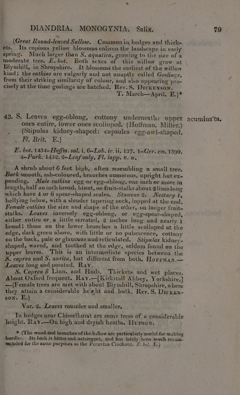 (Great Round-leaved Sallow. Common in hedges and thick- ets, Its copious yellow blossoms enliven the landscape in early spring. Much larger than S. aquatica, growing to the size of a Blymhill, in Shropshire. It blossoms the earliest of the willow kind; the catkins are vulgarly and not unaptly called Goslings, from their striking similarity of colour, and also appearing pre~ cisely at the time goslings are hatched. Rev.S. Dickenson. | T. March—April, E.)* 43. 8. Leaves egg-oblong, cottony underneath: upper ones entire, lower ones scolloped. (Hoffman. Miller.) (Stipulas kidney-shaped: capsules egg-awl-shaped. Oy A | E. bot. 1434-Hoffm. sal. i. 6~Lob. ic. ii. 137. 1-Ger. em. 1390. 4—Park, 1432. 2—Leaf only, Fl. lapp. 8. u. A shrub about 6 feet high, often resembling a small tree. Bark smooth, ash-coloured, branches numerous, upright but ex- panding. Male catkins egg or egg-oblong, one inch or more in Jength, half an inch broad, blunt, on fruit-stalks about 2lines long which have 4 or 6 spear-shaped scales. Stamens 2. Neetary 1, bellying below, with a slender tapering neck, lopped at the end, Female catkins the size and shape of the other, on longer fruit- stalks. Leaves inversely egg-oblong, or egg-spear-shaped, either entire or a little serrated, 2 inches long and nearly 1 bread; those on the lower branches a little scolloped at the edge, dark green above, with little or no pubescence, cottony on the back, pale or glaucousand reticulated. Stivulas kidney- shaped, waved, and toothed at the edge, seldom found on the upper leaves. This is an intermediate species between the S. caprea and S. auriia, but different from both. Horrman.— Leaves long and pointed. Ray. S. Caprea 8 Linn, and Huds. Thickets and wet places. About Oxford frequent, Ray.—[Kirkstall Abbey, Yorkshire.] —(Female trees are met with about Blymbill, Shropshire, where they attain a considerable heieht and bulk. Rev. S. Dicken- son. E.) Var. 2. Leaves rounder and smaller, ‘Ta hedges near Chisselhurst are some trees of a considerable height. Ray.—On high and dryish heaths. Hupsen. * (The wood and branches of the Sallow are particularly useful for making hurdiex. Its bark is bitter and.astvingent, and has lately been much recom- wacnded fur the same purposes as the Pcruvian Cinchons. Z. bot. -E.) acumina’ta.