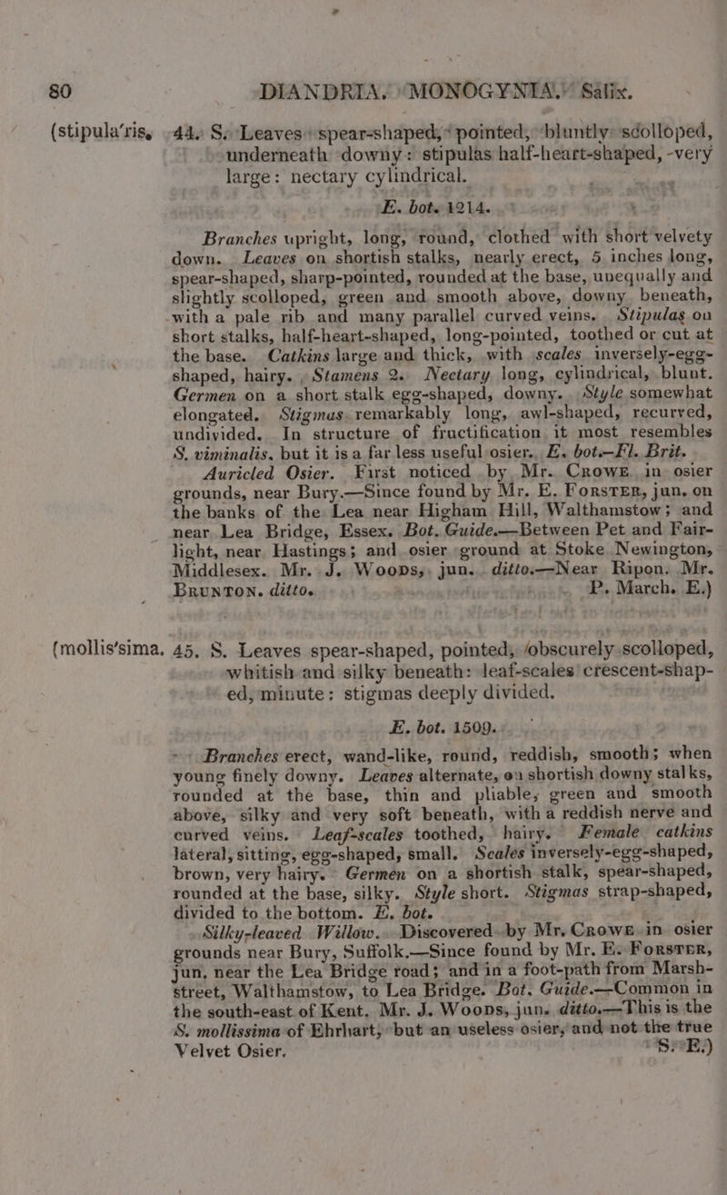 (stipula’ris, 44, S, Leaves spear-shaped,* pointed, “bluntly: sdolloped, underneath downy: stipulas half-heart-shaped, -very large: nectary cylindrical. TIRE oe LE. bot. 1214. Branches upright, long, round, clothed with short velvety down. Leaves on shortish stalks, nearly erect, 5 inches long, spear-shaped, sharp-pointed, rounded at the base, unequally and slightly scolloped, green and smooth above, downy. beneath, with a pale rib and many parallel curved veins. Stipudag ou short stalks, half-heart-shaped, long-pointed, toothed or cut at the base. Catkins large and thick, with scales inversely-egg~ shaped, hairy. , Stamens 2. Nectary long, cylindrical, blunt. Germen on a short stalk egg-shaped, downy... Style somewhat elongated. Stigmus.remarkably long, awl-shaped, recurved, undiyided. In structure of fructification it most resembles S. viminalis. but it isa far less useful osier., EZ. bot.—Fl. Brit. Auricled Osier. First noticed by Mr. Crowe. in. osier grounds, near Bury.—Since found by Mr. E, Forster, jun, on the banks. of the Lea near Higham Hill, Walthamstow; and (mollis’sima. light, near, Hastings; and_osier ground at Stoke Newington, Middlesex. Mr. J. Woops,, jun... ditto—Near Ripon. Mr. Brunton. ditto. a any oom tel »..%, WP. March. E.) 45, S. Leaves spear-shaped, pointed, obscurely scolloped, whitish and silky beneath: leaf-scales’ crescent-shap- ed, minute; stigmas deeply divided. | E. bot. 1509... Branches erect, wand-like, round, reddish, smooth; when young finely downy. Leaves alternate, on shortish downy stalks, rounded at the base, thin and pliable; green and smooth above, silky and very soft beneath, with a reddish nerve and curved veins. Leaf-seales toothed, hairy. Female catkins lateral, sitting, egg-shaped, small. Scales inversely-egg-shaped, brown, very hairy. Germen on a shortish stalk, spear~shaped, rounded at the base, silky. Style short. Stigmas strap-shaped, divided to the bottom. £#, Bot. | Silky-leaved Willow... Discovered..by Mr, Crows. in. osier grounds near Bury, Suffolk.—Since found by Mr. E. Forsrer, jun, near the Lea Bridge road; and in a foot-path from Marsh- street, Walthamstow, to Lea Bridge. Bot. Guide.—Common in the south-east. of Kent. Mr. J. Woops, jun. ditto.—This is the S. mollissima of Ehrhart, but an useless osiery and not the true Velvet Osier. . SHE)