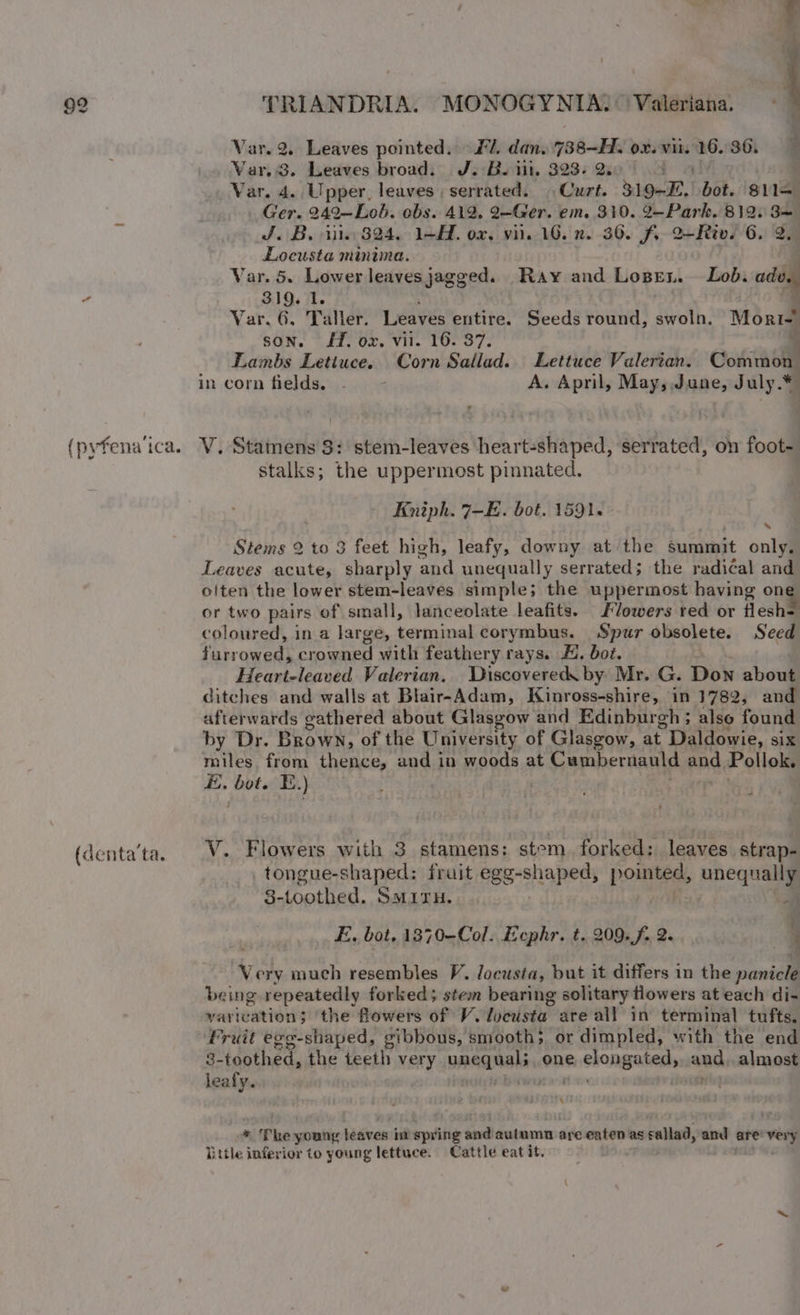 (pyfena ica. (denta'ta. TRIANDRIA. MONOGYNIA? \Valeriana. ~ Var. 2. Leaves pointed. #7, dan. .738-H. ox. “ats 16. 30. : Var.3. Leaves broad. J. Bs iit. 323- 2. | Var. 4. Upper, leaves serrated. Curt. 319-E. bot. 811= Ger. 242—-Lob. obs. 412, 2-Ger. em. 310. 2-Park, 812. 3= J.B. iil 824. 1-H. ox, vii. 16. n. 36. fo 2Riv. 6. 2, Locusta minima. Var. 5. Lower leaves jagged. Ray and Loses. Lob. ade. 319. 1. Var. 6. Taller. Leaves entire. Seeds round, swoln. Morr son. 1, ox. vil. 16. 37. y Lambs Letiuce. Corn Sallad. Lettuce Valerian. Common in corn fields, - — - A. April, May, June, July.¥ V. Stamens 3: stem-leaves heart-shaped, serrated, on foot- stalks; the uppermost pinnated. Kniph. 7-E. bot. 1591. Stems 2 to 3 feet high, leafy, downy at the summit only. Leaves acute, sharply ‘and unequally serrated; the radiéal and otten the lower stem-leaves simple; the uppermost having ong or two pairs of small, lanceolate leafits, Flowers red or flesh- coloured, in a large, terminal corymbus. Spur obsolete. Seed furrowed, crowned with feathery rays. E. bot. Franteleaued Valerian. Discovered. by Mr. G. Don about ditches and walls at Blair-Adam, Kinross-shire, in 1782, and afterwards gathered about Glasgow and Edinburgh; also found by Dr. Brown, of the University of Glasgow, at Daldowie, six miles. from thence, and in woods at Cumbernauld and. Pollok. E. Pngit E.) - V. Flowers with 3 stamens: stem. forked: leaves strap- tongue-shaped: fruit egg- -shaped, pointed, nnequaly 8-toothed. SmMiru. E, bot. 1870-Col. Ecphr. t. 209.f. 2. : Very much resembles V. Jocusta, but it differs in the panicle being repeatedly forked; stem bearing solitary flowers at each di- varivation; ‘the flowers of V.lveusta are all in terminal tufts. Fruit egg-shaped, gibbous, smooth; or dimpled, with the end 3- toothed, the teeth very pneqeals one Pi GROMER and almost leafy. \ * The spoaati léaves im spring Sool autumn: are eaten as callad, and are’ Ms little inferior to young lettuce. Cattle eat it,