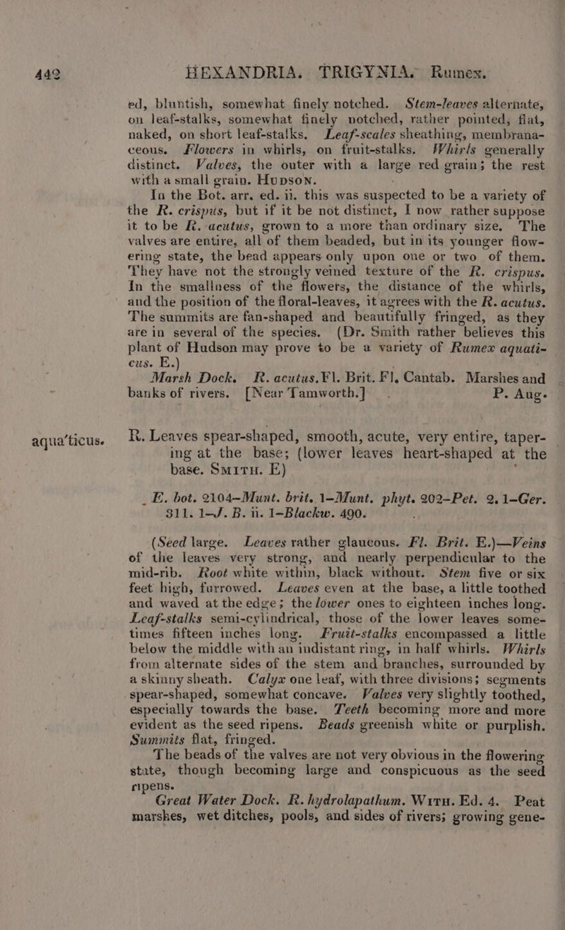 aqua’ticus. HEXANDRIA. TRIGYNIA. Rumex. ed, bluntish, somewhat finely notched. Stem-leaves alternate, on leaf-stalks, somewhat finely notched, rather pointed, fiat, naked, on short leaf-stalks. Leaf-scales sheathing, membrana- ceous. Flowers in whirls, on fruit-stalks. Whirls generally distinct. Valves, the outer with a large red grain; the rest with a small grain. Hupson. In the Bot. arr, ed. ii. this was suspected to be a variety of the R. crispis, but if it be not distinct, I now rather suppose it to be kK. acutus, grown to a more than ordinary size. The valves are entire, all of them beaded, but in its younger flow- ering state, the bead appears only upon one or two of them. They have not the strongly vened texture of the R. crispus. In the smallness of the flowers, the distance of the whirls, and the position of the floral-leaves, it agrees with the R. acutus. The summits are fan-shaped and beautifully fringed, as they are in several of the species. (Dr. Smith rather believes this plant of Hudson may prove to be a vanety of Rumex aquati- cus. BE. . Maren Dock. R. acutus.¥\. Brit. F], Cantab. Marshes and banks of rivers. [Near Tamworth.] — . P. Aug. R. Leaves spear-shaped, smooth, acute, very entire, taper- | ing at the base; (lower leaves heart-shaped at the base. Smiru. E) _E. bot. 2104—Munt. brit. 1-Munt. phyt. 202-Pet. 2.1-Ger. $11. 1-J. B. ii. 1-~Blackw. 490. (Seed large. Leaves rather glaucous. Fl. Brit. E.)\—Veins of the leaves very strong, and nearly perpendicular to the mid-rib. Moot white with, black without. Stem five or six feet high, furrowed. Leaves even at the base, a little toothed and waved at the edge; the lower ones to eighteen inches long. Leaf-stalks semi-cylindrical, those of the lower leaves some- times fifteen inches long. Frutt-stalks encompassed a little below the middle with an indistant ring, in half whirls. Whirls from alternate sides of the stem and branches, surrounded by askinny sheath. Calyx one leaf, with three divisions; segments spear-shaped, somewhat concave. Valves very slightly toothed, especially towards the base. Teeth becoming more and more evident as the seed ripens. Beads greenish white or purplish. Summits flat, fringed. The beads of the valves are not very obvious in the flowering state, though becoming large and conspicuous as the seed ripens. ‘ Great Water Dock. R. hydrolapathum. Wiru. Ed. 4. Peat marshes, wet ditches, pools, and sides of rivers; growing gene-