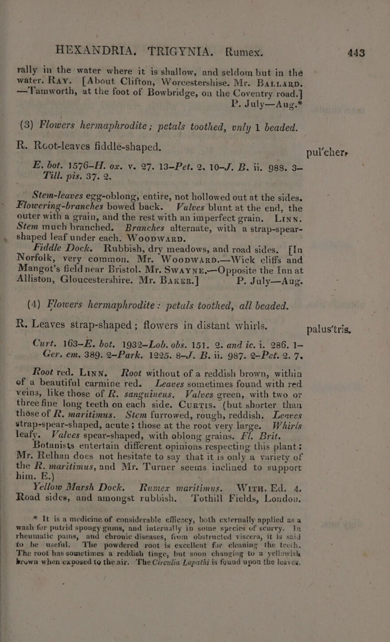 rally in the water where it is shallow, and seldom but in the water. Ray. [About Clifton, Worcestershise. Mr. BaLLARD. —Tamworth, at the foot of Bowbridge, on the Coventry road.]} (3) Flowers hermaphrodite ; petals toothed, vnly 1 beaded. R. Reot-leaves fiddle-shaped. E, bot. 1576-H. ox. v. 27. 13—Pet. 2. 10—J. B. ii. 988. 3— Till. pis. 37. 2. Stem-leaves egg-oblong, entire, not hollowed out at the sides. Flowering-branches bowed back. Valves blunt at the end, the outer with a grain, and the rest with an imperfect grain. Lunn. Stem much branched. Branches alternate, with a strap-spear- shaped leaf under each. Woopwarpb. Fiddle Dock. Rubbish, dry meadows, and road sides. [In Norfolk, very common. Mr. Woopwarpd.—Wick cliffs and Mangot’s field near Bristol. Mr. SwayNE.—Opposite the Inn at Alliston, Gloucestershire. Mr. Baxur.] P. July—Aug. (4) Flowers hermaphrodite: petuls toothed, all beaded. R, Leaves strap-shaped ; flowers in distant whirls. Curt. 163-E. bot. 1932—Lob. obs. 151. 2. and ic. i. 286. 1— Root red. Linn, Root without of a reddish brown, within of a beautiful carmine red. Leaves sometimes found with red three fine long teeth on each side. Curtis. (but shorter than those of R. maritimus. Stem furrowed, rough, reddish, Leaves strap-spear-shaped, acute; those at the root very large. Whirés leafy. Valves spear-shaped, with oblong grains. Fl, Brit. Botanists entertain different opinions respecting this plant; Mr. Relhan does not hesitate to say that it is only a variety of the R. maritimus, and Mr. Turner seems inclined to support Yellow Marsh Dock. Rumex maritimus. Wiru, Ed, 4, Road sides, and amongst rubbish. ‘Tothill Fields, Londouw. * It is a medicine of considerable efficacy, both externally applied as a wash for putrid spongy gums, and internally in some species of scurvy. In rheumatic pains, and chronic diseases, from obstructed viscera, it is said to be useful. The powdered root is excellent for cleaning the teeth. The root has sometimes a reddish tinge, but soon changing to a yellowish brown when exposed to their. The Circulia Lapathi is fyund upon the leaves,