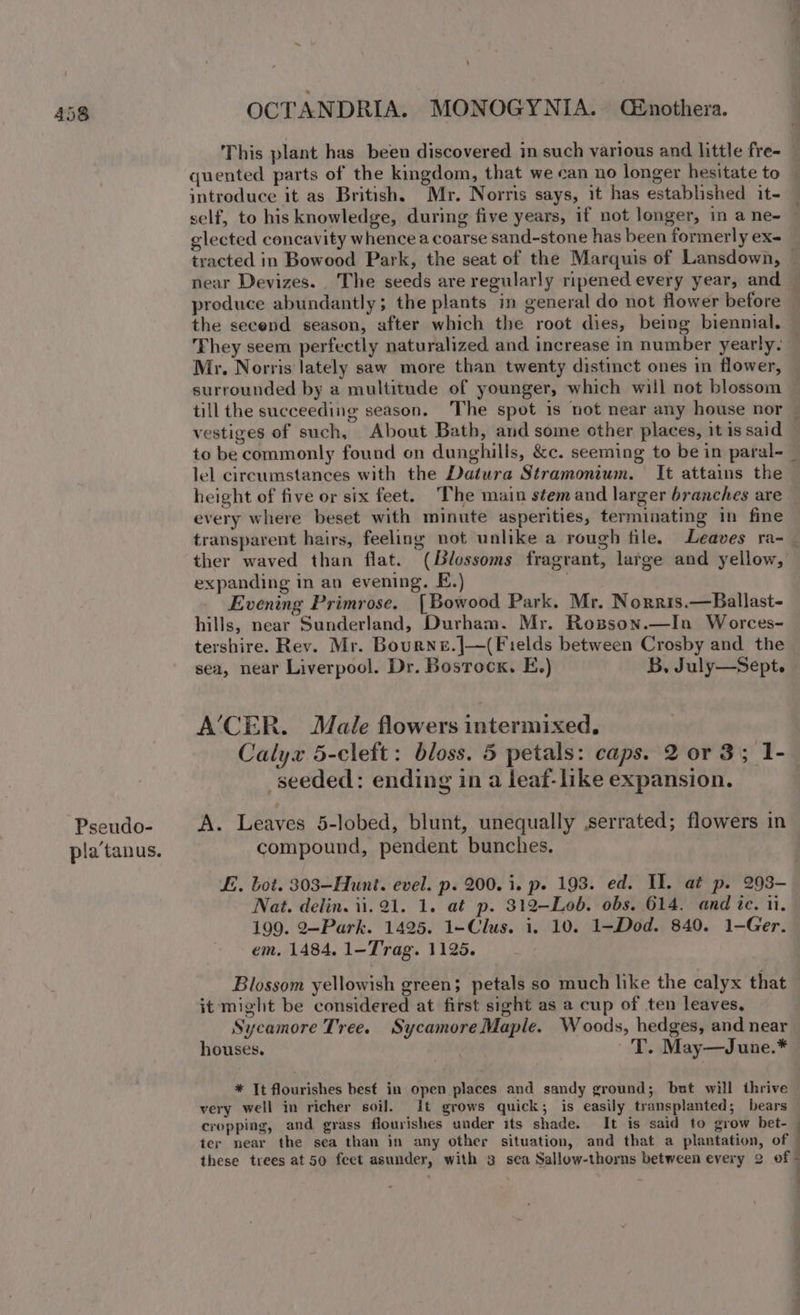 Pseudo- pla’tanus. - OCTANDRIA. MONOGYNIA. G&amp;nothera. This plant has been discovered in such various and little fre- quented parts of the kingdom, that we can no longer hesitate to introduce it as British, Mr. Norris says, it has established it- self, to his knowledge, during five years, if not longer, in a ne- glected concavity whence a coarse sand-stone has been formerly ex- produce abundantly; the plants in general do not flower before the secend season, after which the root dies, being biennial. They seem perfectly naturalized and increase in number yearly. Mr. Norris lately saw more than twenty distinct ones in flower, surrounded by a multitude of younger, which will not blossom till the succeeding season. The spot is not near any house nor vestiges of such, About Bath, and some other places, it is said lel circumstances with the Datura Stramonium. It attains the height of five or six feet. ‘The main stem and larger branches are every where beset with minute asperities, terminating in fine expanding in an evening. E.) Evening Primrose. [Bowood Park. Mr. Norris.—Ballast- hills, near Sunderland, Durham. Mr. Rospson.—In Worces- tershire. Rev. Mr. Bourne.|—(Fields between Crosby and the A’CER. Male flowers intermixed, Calyx 5-cleft: bloss. 5 petals: caps. 2 or 3; 1- seeded: ending in a leaf-like expansion. A. Leaves 5-lobed, blunt, unequally serrated; flowers in compound, pendent bunches. LE. bot. 303—Hunt. evel. p. 200. i. p. 193. ed. IL. at p. 293- Nat. delin. 11. 21. 1. at p. 312-Lob. obs. 614. and te, ii. 199. 2—Park. 1425. 1-Clus. 1. 10. 1-Dod. 840. 1-Ger. em. 1484. 1-Trag. 1125. Blossom yellowish green; petals so much like the calyx that it might be considered at first sight as a cup of ten leaves, Sycamore Tree. Sycamore Maple. Woods, hedges, and near houses. T. May—June.* * It flourishes best in open places and sandy ground; but will thrive very well in richer soil. It grows quick; is easily transplanted; bears cropping, and grass flourishes under its shade. It is said to grow bet- ter near the sea than in any other situation, and that a plantation, of |