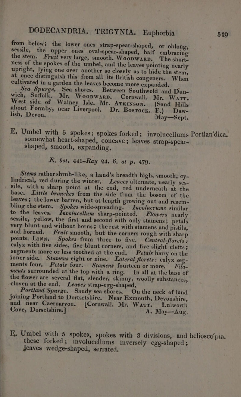 from below; the lower ones strap-spear-shaped, or oblong, sessile, the upper ones oval-spear-shaped, half embracing the stem. Fruit very large, smooth. Woopwarp. The short. ness of the spokes of the umbel, and the leaves pointing nearly upright, lying one over another so closely as to hide the stem, at once distinguish this from all its British congeners. When cultivated in a garden the leaves become more expanded. Sea Spurge. Sea shores. Between Southwold and Dun- wich, Suffolk. Mr, Woopwarp. Cornwall. Mr. Wart. West side of Walney Isle. Mr. ATKINSON. (Sand Hiils about Formby, near Liverpool. Dr. Bostock. FE.) Daw- lish, Devon. May—Sept. E, Umbel with 5 spokes; spokes forked; involucellums Portlan’dica. somewhat heart-shaped, concave; leaves strap-spear- shaped, smooth, expanding, E, bot, 441~Ray 24. 6. at p. 479. Stems rather shrub-like, a hand’s breadth high, smooth, cy- lindrical, red during the winter, Leaves alternate, nearly ses- sile, with a sharp point at the end, red underneath at the base, Little branches from the side from the bosom of the leaves ; the lower barren, but at length growing out and resem- bling the stem. Spokes wide-spreading. Involucrums similar to the leaves. Involucellum sharp-pointed. Flowers nearly sessile, yellow, the first and second with only stamens; petals very blunt and without horns; the rest with stamens and pistils, and horned. Fruit smooth, but the corners rough with sharp points, Linn. Spokes from three to five. Central-florets ; calyx with five sides, five blunt corners, and five slight clefts; segments more or less toothed at the end. Petals hairy on the inner side. Stamens eight or nine. Lateral Jlorets: calyx seg- ments four. Petals four. Stamens fourteen or more. Fila- ments surrounded at the top with a ring. In all at the base of the flower are several flat, slender, skinny, woolly substances, cloven at the end. Leaves strap-egg-shaped, Portland Spurge. Sandy sea shores. On the neck of land joining Portland to Dortsetshire. Near Exmouth, Devonshire, and near Caernaryon. [Cornwall. Mr. Warr. Lulworth Cove, Dorsetshire.] A. May—Aug, kK. Umbel with 5 spokes, spokes with 3 divisions, and heliosco’pia, these forked; involucellums inversely egg-shaped ; Jeaves wedge-shaped, serrated.