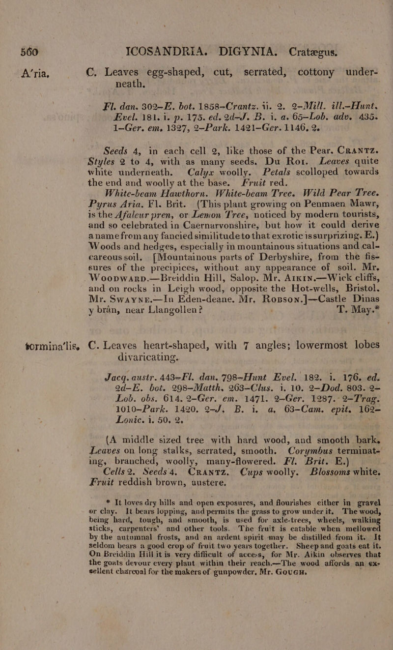 A’ria, tormina’lis. C. Leaves egg-shaped, cut, serrated, cottony under- neath. | Fil. dan. 302-E. bot. 1858-Crantz. 11. 2. 2-Mill. ill.-Hunt. Evel. 181. i. p. 175. ed. 2d-J. B. i. a. 65—Lob, adv. 435. 1—Ger. em, 1327, 2-Park. 1421—Ger. 1146. 2. Seeds 4, in each cell 2, like those of the Pear. CRANTZ. Styles 2 to 4, with as many seeds. Du Rot. Leaves quite white underneath. Calyx woolly. Petals scolloped towards the end and woolly at the base. Fruit red. | White-beam Hawthorn. White-beam Tree. Wild Pear Tree. Pyrus Aria. Fl. Brit. (This plant growing on Penmaen Mawr, is the Afaleur pren, or Lenon Tree, noticed by modern tourists, and so celebrated in Caernarvonshire, but how it could derive a name from any fancied similitude to that exrotic issurprizing. E.) Woods and hedges, especially in mountainous situations and cal- careous soil, [Mountainous parts of Derbyshire, from the fis- sures of the precipices, without any appearance of soil. Mr, W oopwarp.—Breiddin Hill, Salop. Mr, Arkin.—Wick cliffs, and on rocks in Leigh wood, opposite the Hot-wells, Bristol. Mr. Swayne.—In Eden-deane. Mr, Rosson.]—Castle Dinas y bran, near Llangollen? T. May.* C. Leaves heart-shaped, with 7 angles; lowermost lobes divaricating. Jacq. austr. 443-Fl. dan. 798-Hunt Evel. (182. i. 176. ed. Qd-E. bot. 298—Matth, 263-Clus. i..10. 2—Dod. 803. 2— Lob. obs. 614. 2-Ger. em. 1471. 2-Ger. 1287. 2-Trag. 1010—Park. 1420. 2-J, B. i. a, 63-Cam. epit. 162- Lonic. 1. 50. 2. (A middle sized tree with hard wood, and smooth bark. Leaves on long stalks, serrated, smooth. Corymbus terminat- ing, branched, woolly, many-flowered. Fl. Brit. E.) Cells2. Seeds 4, Crantz. Cups woolly. Blossoms white. Fruit reddish brown, austere. ‘ * It loves dry hills and open exposures, and flourishes either in gravel or clay. It bears lopping, and permits the grass to grow under it. The wood, being hard, tough, and smooth, is used for axle-trees, wheels, walking sticks, carpenters’ and other tools. The fruit is eatable when mellowed by the autumnal frosts, and an ardent spirit may be distilled from it. It seldom bears a good crop of fruit two years together. Sheepand goats eat it. On Breiddin Hill it is very difficult of access, for Mr. Aikin observes that the goats devour every plant within their reach.—The wood affords an ex- cellent charcoal for the makers of gunpowder, Mr. GouGH.