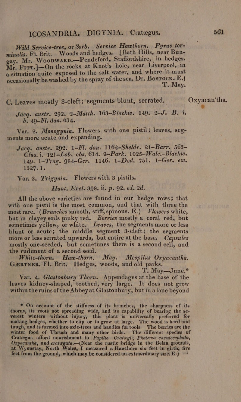 Wild Service-tree, or Sorb. Service Hawthorn. Pyrus tor- minalis. Fi. Brit. Woods and hedges. [Bath Hills, near Bun- ay. Mr. W oopWARD.—Pendeford, Staffordshire, in hedges. Mr. Pirr.J]—On the rocks at Knot’s hole, near Liverpool, in a situation quite exposed to the salt water, and where it must occasionally be washed by the spray of the sea, Dr. Renner ated . May. C, Leaves mostly 3-cleft; segments blunt, serrated. Oxyacan’tha. Jacq. austr. 292. 2-Matth. 163-Blackw. 149. 2-J. B. i. b. 49-FI, dan. 634. Var. 2. Monogynia. Flowers with one pistil; leaves, seg- ments more acute and expanding. Jacq. austr. 292. 1-Fl. dan. 1162-Sheldr. 21-Barr. 563- Clus. i. 121-Lob. obs. 614. 2—Park. 1025-Walc.—Blackw. 149. 1-Trag. 984-Ger. 1146. 1-Dod. 751. 1-Ger. em. 1327.1. Var. 3. Trigynia. Flowers with 3 pistils. Hunt. Evel. 398. i. p. 92. ed. 2d. All the above varieties are found in our hedge rows; that with one pistil is the most common, and that with three the most rare. (Branches smooth, stiff, spinous. E.) Flowers white, but in clayey soils pinky red. Berrzes mostly a coral red, but sometimes yellow, or white. Leaves, the segments more or less blunt or acutc; the middle segment 3-cleft; the segments more or less serrated upwards, but entire at the base. Capsules mostly one-seeded, but sometimes there is a second cell, and the rudiment of a second seed. White-thorn. Haw-thorn, May. Mespilus Oxyacantha. Gartner. Fl, Brit. Hedges, woods, and old parks. T. May—June.* Var. 4. Glastonbury Thorn. Appendages at the base of the leaves kidney-shaped, toothed, very large. It does not grow within theruins of the Abbey at Glastonbury, but in a lane beyond. * On account of the stiffness of its branches, the sharpness of its thorns, its roots not spreading wide, and its capability of bearing the se- verest winters without injury, this plant is universally preferred for _making hedges, whether to clip or to grow at large. The wood is hard and tough, and is formed into axle-trees and handles for tools. The berries are the winter food of Thrush and many other birds. The different species of Crategus afford nourishment to Papilio Crategi; Phalena cerulocephala, Ozxyacantha, and crategata.—(Near the rustic bridge in the Belan grounds, at Wynnstay, North Wales, I measured a Hawthorn six feet in girth, five feet from the ground, which may be considered an extraordinary size. E-)