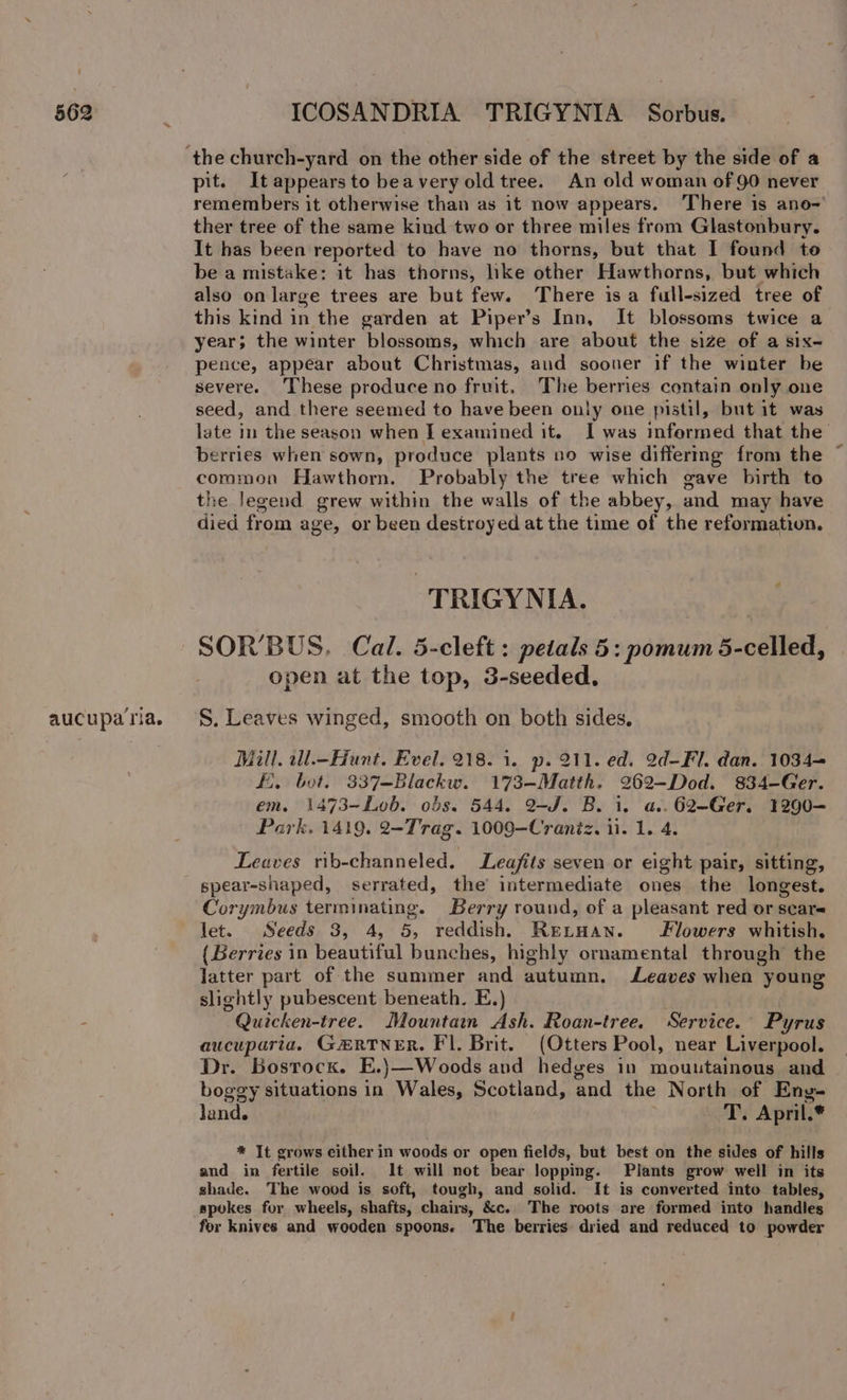 aucupa ria. pit. It appears to beavery old tree. An old woman of 90 never remembers it otherwise than as it now appears. There 1s ano- ther tree of the same kind two or three miles from Glastonbury. It has been reported to have no thorns, but that I found to be a mistake: it has thorns, hke other Hawthorns, but which also on large trees are but few. There isa full-sized tree of this kind in the garden at Piper’s Inn, It blossoms twice a year; the winter blossoms, which are about the size of a six- pence, appear about Christmas, aud sooner if the winter be severe. These produce no fruit. The berries contain only one seed, and there seemed to have been only one pistil, but it was late in the season when I examined it. I was infermed that the berries when sown, produce plants no wise differmmg from the common Hawthorn. Probably the tree which gave birth to the legend grew within the walls of the abbey, and may have died from age, or been destroyed at the time of the reformation. -TRIGYNIA. SOR’BUS. Cal. 5-cleft: petals 5: pomum 5-celled, open at the top, 3-seeded. S. Leaves winged, smooth on both sides. Mill. 2ll.—Hunt. Evel. 218. 1. p. 211. ed. 2d-Fl. dan. 1034— EE. bet. 337-Blackw. 173-—Matth. 262-Dod. 834—Ger. em, 1473-Lob. obs. 544. 2-J. B. i. a..62-Ger. 1290—- Park. 1419. 2-Trag. 1009—Craniz. 11. 1. 4. Leaves rib-channeled. Leafits seven or eight pair, sitting, spear-shaped, serrated, the intermediate ones the longest. Corymbus terminating. Berry round, of a pleasant red or scare let. Seeds 3, 4, 5, reddish. eiain. Flowers whitish. {Berries in beautiful bunches, highly ornamental through the latter part of the summer and autumn. Leaves when young slightly pubescent beneath. E.) Quicken-tree. Mountain Ash. Roan-tree. Service. Pyrus aucuparia. GERTNER. Fl. Brit. (Otters Pool, near Liverpool. Dr. Bostock. E.)—Woods and hedges in mountainous and boggy situations in Wales, Scotland, and the North of Eny- land. ed April.* * It grows either in woods or open fields, but best on the sides of hills and in fertile soil. It will not bear lopping. Plants grow well in its shade. The wood is soft, tough, and solid. It is converted into tables, spokes for wheels, shafts, chairs, &amp;c. The roots are formed into handles for knives and wooden spoons. The berries dried and reduced to powder