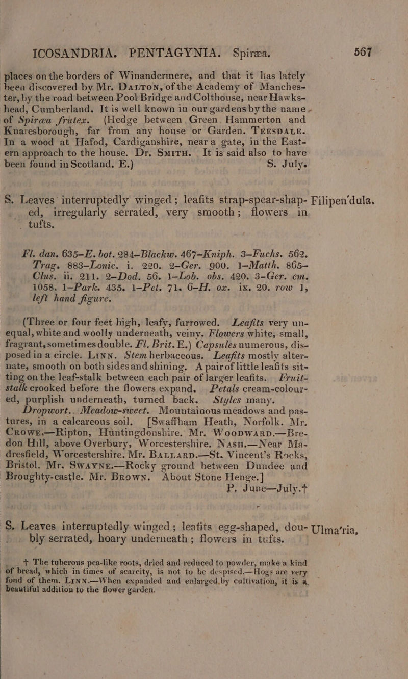 places onthe borders of Winandermere, and that it has lately u heen discovered by Mr. Darton, of the Academy of Manches- ter, by the road between Pool Bridge and Colthouse, near Hawks- head, Cumberland. It is well known in our gardens by the name - of Spirea frutex. (Hedge between. Green Hammerton and Knaresborough, far from any house or Garden. TEESDALE. In a wood at Hafod, Cardiganshire, neara gate, in the East- ern approach to the house. Dr. Smrru. — It is said also to have been found in Scotland. E.) S. July. S. Leaves interruptedly winged ; leafits strap-spear-shap- Filipen’dula. ed, irregularly serrated, very smooth; flowers in _ tufts. Fl. dan. 635-E. bot. 284—Blackw. 467—Kniph. 3—Fuchs. 562. Trag. 883-Lonic. i. 220. ¢-Ger. 900. 1—Matth. 865- Clus. ii. 211. 2—-Dod. 56. 1—Lob. obs. 420. 3-Ger. em. 1058. 1—Park. 435. 1-—Pet. 71. 6-H. ox. ix. 20. row 1, left hand figure. (Three or four feet high, leafy, furrowed. Leafits very un- equal, white and woolly underneath, veiny. Flowers white, small, fragrant, sometimes double. Fl. Brit. E.) Capsules numerous, dis- posedina circle. Linn. Stemherbaceous. Leafits mostly alter- uate, smooth on both sidesand shining. A pairof little leafits sit- ting on the leaf-stalk between each pair of larger leafits. Fruit- stalk crooked before the flowers expand. Petals cream-colour- ed, purplish underneath, turned back. Styles many. Dropwort.. Meadow-sweet. Mountainous meadows and pas- tures, in a calcareous soil, [Swaffham Heath, Norfolk. Mr. Crowe.—Ripton, Huntingdonshire. Mr. Woopwarp.—Bre- don Hill, above Overbury, Worcestershire. Nasn.—Near Ma- dresfield, Worcestershire. Mr. Batnarp.—St. Vincent’s Rocks, Bristol. Mr. Swayne.—Rocky ground between Dundee and Broughty-castle. Mr. Brown. About Stone Henge.] P, June—July.t wv S. Leaves interruptedly winged ; leatits egg-shaped, dou- U]ma’ria, . bly serrated, hoary underneath; flowers in tufts. _._. + The tuberous pea-like roots, dried and reduced to powder, make a kind of bread, which in times of scarcity, is not to be despised.—Hogs are very fond of them. Linn.—When expanded and enlarged.by cultivation, it is a. beautiful addition to the flower garden.