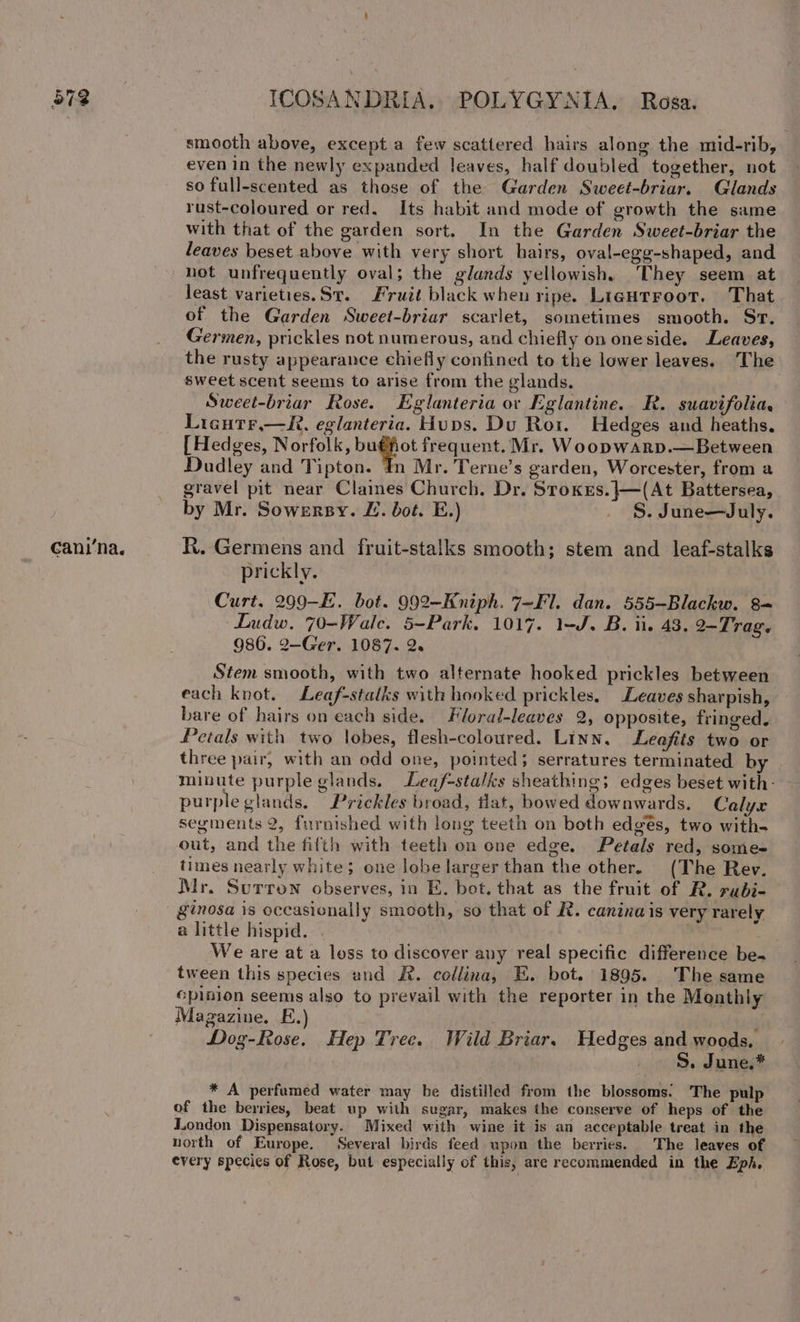 ~ Ne) cani’na. ICOSANDRIA. POLYGYNIA. Rasa. smooth above, except a few scattered hairs along the mid-rib, even in the newly expanded leaves, half doubled together, not so full-scented as those of the Garden Sweet-briar. Glands rust-coloured or red. Its habit and mode of growth the same with that of the garden sort. In the Garden Sweet-briar the leaves beset above with very short hairs, oval-egg-shaped, and not unfrequently oval; the glands yellowish. They seem at least varieties.St. Fruit black when ripe. LiguHtroot. That of the Garden Sweet-briar scarlet, sometimes smooth. Sr. Germen, prickles not numerous, and chiefly on oneside. Leaves, the rusty appearance chiefly confined to the lower leaves. ‘The sweet scent seems to arise from the glands. Sweet-briar Rose. Eglanteria or Eglantine.. R. suavifolia. Licutr.—R. eglanteria. Hups. Du Roi. Hedges and heaths. { Hedges, Norfolk, ip, frequent. Mr. Woopwarp.— Between Dudley and Tipton. In Mr. Terne’s garden, Worcester, from a gravel pit near Claimes Church. Dr. Stroxrs.|—(At Battersea, by Mr. Sowersy. ZL. bot. E.) . §.June—July. R. Germens and fruit-stalks smooth; stem and leaf-stalks prickly. Curt. 2990-E. bot. 992—Kniph. 7-F1l. dan. 555-Blackw. 3= Ludw. 70-Wale. 5-Park, 1017. 1-J. B. ii. 48. 2-Trag. 986. 2—Ger. 1087. 2. Stem smooth, with two alternate hooked prickles between each knot. Leaf-stalks with hooked prickles. Leaves sharpish, bare of hairs on each side. Floral-leaves 2, opposite, fringed. Petals with two lobes, flesh-coloured. Linn, Leefits two or three pair, with an odd one, pointed; serratures terminated by minute purple glands. Leaf-stalks sheathing; edges beset with- purple glands. Prickles broad, tlat, bowed downwards. Calyx segments 2, furnished with long teeth on both edges, two with- out, and the fifth with teeth on one edge. Petals red, some- times nearly white; one lobe larger than the other. (The Rev. Mr. Surron observes, in E. bot. that as the fruit of R. rubi- ginosa is occasionally smooth, so that of R. caninais very rarely a little hispid. se We are at a loss to discover any real specific difference bes tween this species and R. collina, E. bot. 1895. The same pinion seems also to prevail with the reporter in the Monthly Magazine. E.) ; Dog-Rose. Hep Tree. Wild Briar, Hedges and woods, S. June.* * A perfumed water may be distilled from the blossoms. The pulp of the berries, beat up with sugar, makes the conserve of heps of the London Dispensatory. Mixed with wine it is an acceptable treat in the north of Europe. Several birds feed wpon the berries. The leaves of every species of Rose, but especially of this, are recommended in the Eph.