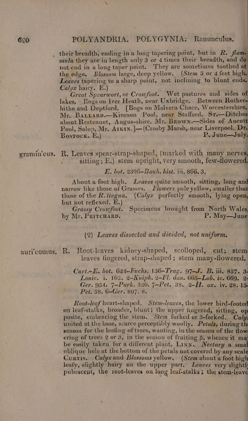 i ae | gramin’eus, auricomus, POLYANDRIA. POLYGYNIA: Ranunculus. their breadth, ending in a Jong tapering point, but in R. flams mula they are in length only 3 or 4 times their breadth, and do not end in a long taper point. They are sometimes toothed at the edge. Blossom large, deep yellow. (Stem 3 or'4 feet high, Leaves tapering to a sharp point, not inclining to blunt ends, Calyx hairy. E.) ; } _ Great Spearwort, or Crowfoot. Wet pastures and sides of lakes, Bogs on Iver Heath, near Uxbridge. Between Rother- hithe and Deptford. [Bogs on Malvern Chace, Worcestershire, Mr. Batuarp.—Kineson Pool, near Stafford. Sr.—Ditches about Restennet, -Angus-shire. Mr. Brown.—Sides of Ancott Pool, Salop, Mr. ArKk1N.|—(Crosby Marsh, near Liverpool, Dr. Bostock. E.) P. June—July. R. Leaves spear-strap-shaped, (marked with many nerves, sitting; E.) stem upright, very smooth, few-flowered. E. bot. 2306-—Bauh. hist. iti, 866, 3. About a foot high. Leaves quite smooth, sitting, long and narrow like those of Grasses. Flowers pale yellow, smaller than those of the R. lingua. (Calyx perfectly smooth, lying open, but not reflexed. E.) Grassy Crowfoot, Specimens brought from North Wales, by Mr. PRitcHARD. P. May—June (2) Leaves dissected and divided, not uniform. R. Root-leaves kidney-shaped, scolloped, cut; stem: leaves fingered, strap-shaped ; stem many-flowered. Curt.-E. bot. 624—Fuchs. 156-Trag. 97-J. B. iii. 857. 3- Lonic. i. 16%, 2-Kniph. 2-F'l. dan. 665—Lob. ic. 669. 2- Ger. 954. 7-Park. 326. 7-Pet. 38. 2~H. ox. iv. 28. 15 Pet. 88. 0—Ger. 807. 8. Root-leaf heart-shaped. Stem-leaves, the lower bird-footed on leaf-stalks, broader, blunt; the upper fingered, sitting, op posite, embracing the stem. Stem forked or 3-forked. Caiy: united at the base, scarce perceptibly woolly. Petals, during th season for the leafing of trees, wanting, in the season of the flow ering of trees 2 or 3, in the season of fruiting 5, whence it ma’ be easily taken for a different plant. Linn. Nectary a smal oblique hole at the bottom of the petals not covered by any scale Curtis. Calyxand Blossoms yellow. (Stem about a foot high leafy, slightly hairy on the upper part. Leaves very sont pubescent, the root-leaves on long leaf-stalks ; the stem-leave