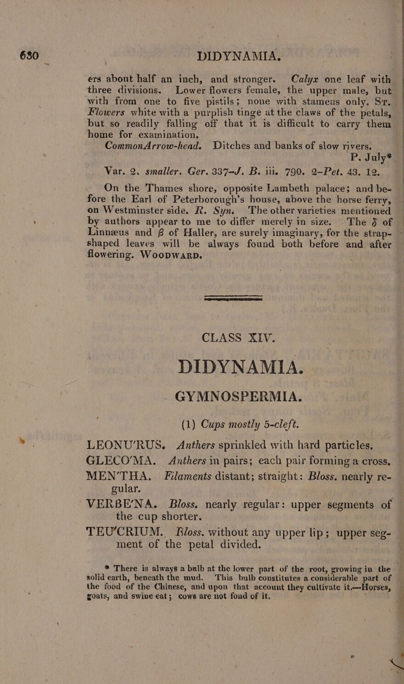 ers about half an inch, and stronger. Calyx one leaf with with from one to five pistils; none with stamens only. Sr. flowers white with a purplish tinge at the claws of the petals, but so readily falling off that it is difficult to carry them home for examination, CommonArrow-head. Ditches and banks of slow rivers, P. July* Var. 2. smaller. Ger. 337-J. B. itis 790. 2-Pet. 43. 12. On the Thames shore, opposite Lambeth palace; and be- fore the Earl of Peterborough’s house, above the horse ferry, on Westminster side. R. Syn. The other varieties mentioned by authors appear to me to differ merely in size. The § of shaped leaves will be always found both before and after flowering. Woopwarp. CLASS XIV. DIDYNAMIA. GYMNOSPERMIA. (1) Cups mostly 5-cleft. LEONU’RUS. Anthers sprinkled with hard particles, MEN’THA. Filaments distant; straight: Bloss. nearly re- gular. VERBENA. Bloss. nearly regular: upper segments of the cup shorter. TEU’CRIUM. Bloss. without any upper lip; upper seg- ment of the petal divided. the food of the Chinese, and upon that account they cultivate it.—-Horses, goats, and swine eat; cows are not fond of it,