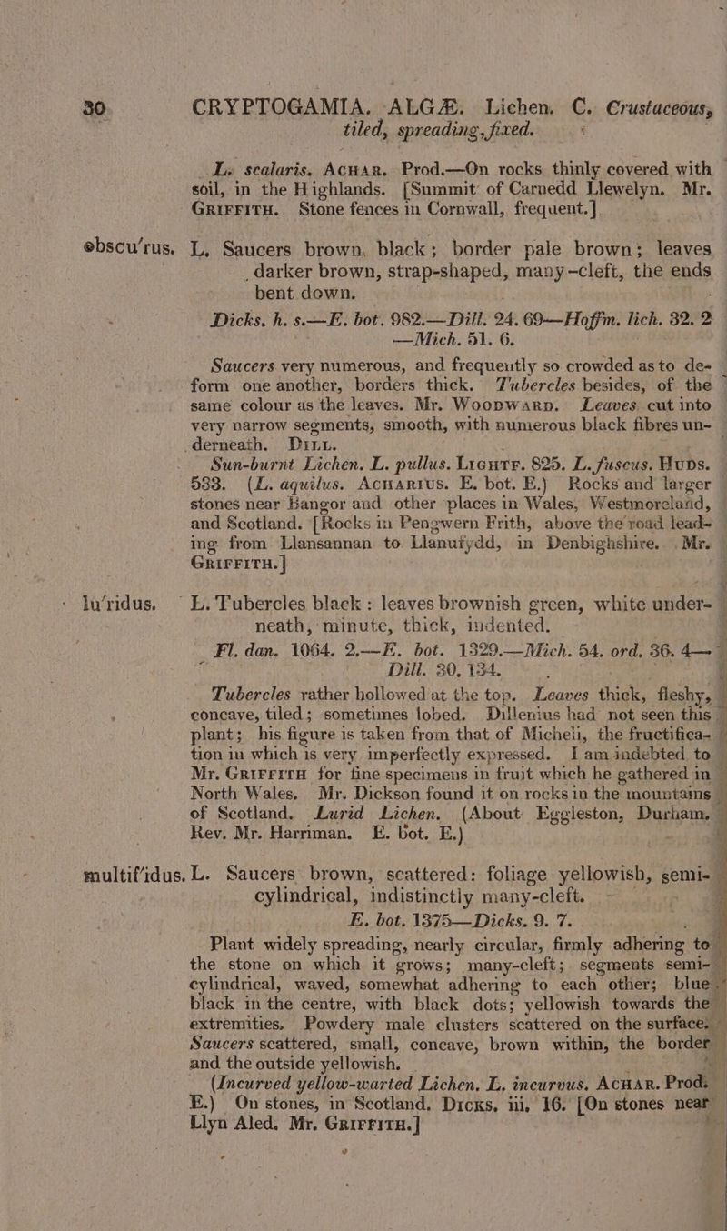 : tiled, spreading, fixed. . L. sealaris. ea! Prod.—On rocks. thinly covered with — soil, in the Highlands. [Summit’ of Carnedd Llewelyn. Mr. GRIFFITH. Stone fences in Cornwall, frequent. ] ebscu'rus. L. Saucers brown, black; border pale brown; leaves _ darker brown, strap-shaped, many —cleft, the ends bent down. Dicks, h. s.—E. bot, 982.—Diil. 4, 69-—Hoffm. lich. 32. 2 —Mich. 51. 6. Saucers very numerous, and frequeutly so crowded asto de- form one another, borders thick. Tubercles besides, of the same colour as the leaves. Mr. Woopwarp. Leaves cut into very narrow segments, smooth, with numerous black fibres un= | -derneath. Dun. , Sun-burnt Lichen. L. pullus. Licutr. 825. L. fuscus. Huns. 683. (L. aquilus. Acnarius. E. bot. E.) Rocks and larger stones near Bangor aud other places in Wales, Westmoreland, — and Scotland. [Rocks i in Pengwern Frith, above the road lead ing from Llansannan to. Llanufydd, in De Mr. GRIFFITH. | lu’ridus. — L. Tubercles black : leaves brownish green, white Wisden: neath, minute, thick, indented. | _ Fil. dan. 1064. 2.—E. oe 1529. —Mich. 54, ord. 36. 4. Tubercles rather foretil at ain es Leaves tae fleshy, | concave, tiled; sometimes lobed. Dillenius had not seen this — plant; his figure i is taken from that of Micheli, the fructifica- — tion in which is very imperfectly expr essed. J am indebted to © Mr. Grirriri for fine specimens in fruit which he gathered in — North Wales. Mr. Dickson found it on rocks in the mountains _ of Scotland. Lurid Lichen, (About Eggleston, Durham, ~ Rev. Mr. Harriman. E. bot. E.) mo) Sele multif‘idus. L. Saucers brown, scattered: foliage yellowish, semi cylindrical, indistinctly many-cleft. | E. bot. 1375—Dicks. 9. 7. Plant widely spreading, nearly circular, firmly adhering to” the stone on which it grows; many-cleft; segments semi- — cylindrical, waved, somewhat adhering to each other; blue. black in the centre, with black dots; yellowish towards the extremities, Powdery male clusters scattered on the surface: — Saucers scattered, small, concave, brown within, the hordes and the outside yellowish. |  (Incurved yellow-warted Lichen. L, incurvus. Acnar. Prod. E.) On stones, in Scotland. Dicks, iii, 16. [On stones near Llyn Aled. Mr. Grirfitu.] . we