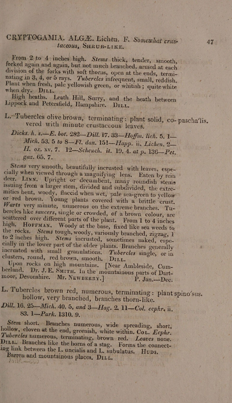 taceous, SHRUB-LIKE, _ From. 2:to” 4: inches: high. Stems thick, tender, smooth, | forked again and again, but not much branched, armed at each division of the forks with soft thorns, open at the ends, termi- nating in 8, 4, or 5 rays. Tubercles infrequent, small, reddish. Plant when fresh, pale yellowish green, or whitish ; quite white when dry... Diun.. -- ry. | High heaths. Leath Hill, Surry, and the heath between Lippock and Petersfield, Hampshire. Dru. : L.-Tubercles olive brown, terminating: plant solid, co- pascha’lis. vered with minute crustaceous leaves. Dicks. h, s.—E. bot. 282-—Dill. 17. 33—Hoffim. lich. 5, I— Mich. 53. 5 to 8—Fl. dan. 151—Happ. ii, Lichen, 2 * “HH, ox. xv. 7. 12—Scheuch. it. 19, 4, at p» 186—Pet. ee ae raat oo Stems very smooth, beautifully incrusted with leaves, espe-~ cially when viewed through a magnifying lens. Eaten by rein deer. Linn. Upright or decumbent, many roundish stems issuing from a larger stem, divided and subdivided, the extre- mities bent, woody, flaccid when wet, pale sea-green to yellow’ or red brown. Young plants covered with a brittle crust. Warts very minute, numerous on the extreme branches, Tu- bercles hike saucers, single or crowded, of a brown colour, are scattered over different parts of the plant. From 1 to 4 inches high, Horrman, Woody at the base, fixed like sea weeds to the rocks. Stems tough, woody, variously branched, zigzag, | to 2 imches high. Stems incrusted, sometimes nuked, espe. cially in the lower part of the older plants. Branches generally incrusted with small granulations. Tubercles single, or in clusters, round, red brown, smooth. Diu. Upon rocks on high mountains. [Near Ambleside, Cum- berland. Dr. J.E. Smrru. In the mountainous parts of Dart- moor, Devonshire. Mr. Newerrry.] P, Jan.---Dec. L. Tubercles brown red, numerous, terminating: plant spino’sus. hollow, very branched, branches thorn-like. Dill, 16, 25—Mich. 40. 5, and 3—Hag. 2, 11—Col. ecphre ii. 83. 1—Park. 1310. 9. _ Stem short... Branches numerous, wide spreading, short, hollow, cloven:at the end, greenish, white within. Cot. LEcphr. Tubercles numerous, terminating, brown red. Leaves none. Druu. Branches like the horns of a stag. Forms the connect- ing link between the L. uncialis and L, subulatus. Huns, Barren and mountainous places, DILL. 45D
