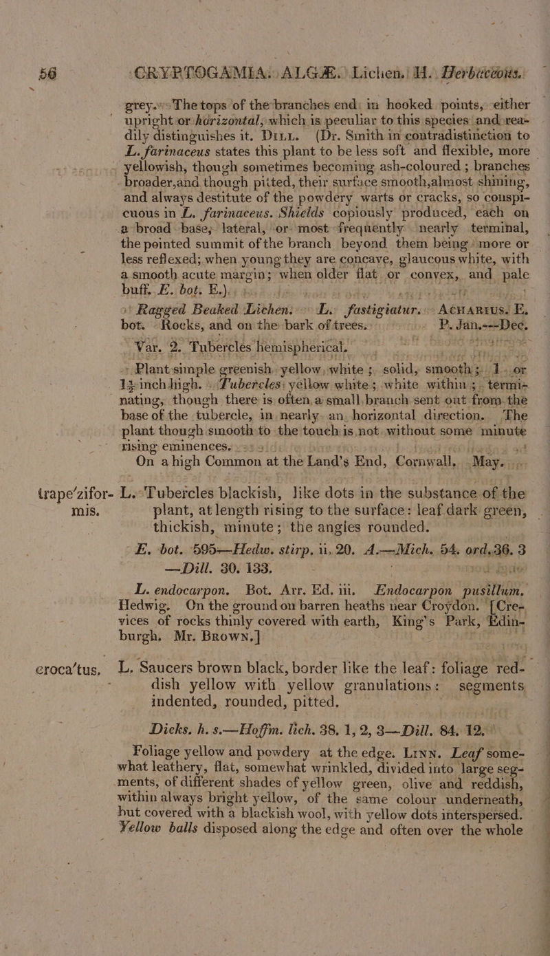 grey.&gt;The tops of the branches end: im hooked. points, either upright or Agrizontal, which is peculiar to this species’ and»rea~ oy se ate it. Dini. (Dr. Smith in contradistinction to Pe ira pe’zifor- mis. eroca’ tus, the peinted summit of the branch beyond them being’ more or | less reflexed;. when young they are concave, glaucous white, with a smooth acute margin; when older flat or ACOAIF Ba ang pale buff. E. bot. E.), begsia | 4 ‘Ragged Beaked Lichen. Bie _feeshiniatiin Atal E. bot. Rocks, and on the bark of trees. s+ BP, fi Reed Var. 2, . Tubercles hemispherical. pig Cogn Pri - Plant: simple g greenish, yellow, white 3 5 solid, sions 1. OF 1s meh high. | Tubetolesi yellow white; white within ; oe “termi= nating, though there 1 1s often, a small. branch sent ont froma. the base of the tubercle, in_ nearly. an, horizontal direction. The plant though smooth to the touch is not. without some minute zising eminences, » 2+ 3 On ahigh Common at the Land’s Eng, aad all, May... pes Lit ubowl es Dlackishi Jide dots in the substance of the : plant, at length rising to the surface: leaf dark green, thickish, minute; fie angles rounded. E. bot. 505-—Hedw. stirp, 1,20. A. realli 54. ord. 36. 3 — Dill. 30. 133. : i gQ0e L. endocarpon. Bot. Arr, Ed, i. iis ereaaae pusilh: Hedwig. On the ground on barren heaths near Croydon. [Cre- vices of rocks thinly covered with earth, ue s Park, ‘Edin- burgh. Mr. Brown.] L. ‘Saucers brown black, border like the leaf: potade: red- dish yellow with ‘yellow granulations: segments indented, rounded, pitted. | Dicks. h.s.—Hoffm. lich. 38, 1, 2, 3—Dill. 84, 1200 Foliage yellow and powdery at the edge. Linn. Leaf s some- what leathery, flat, somewhat wrinkled, divided into large seg- ments, of different shades of yellow green, olive and reddish, within always bright yellow, of the same colour underneath, hut covered with a blackish wool, with yellow dots interspersed. Yellow balls disposed along the edge and often over the whole