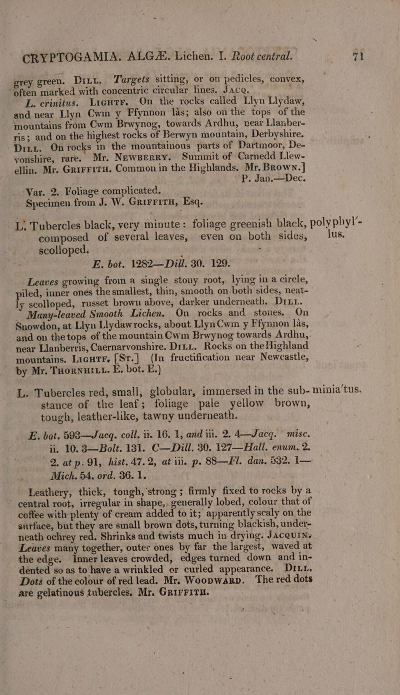 grey green. DiLt, Targets sitting, or on pedicles, convex, often marked with concentric circular lines. Jaca. L. crinitus. Lieutr. On the rocks called Llyn Llydaw, and near Llyn Cwm y Ffynnon las, also on the tops of the mountains from Cwm Brwynog, towards Ardhu, near Llanber- ris; and on the highest rocks of Berwyn mountain, Derbyshire. Ditt. On rocks mm the mountainous parts of Dartmoor, De- yonshire, rare. Mr. Newperry. Summit of Carnedd Llew- ellin. Mr. Grirrita. Common in the Highlands. Mr. Brown. | ; P. Jan.—Dec. Var. 2. Foliage complicated. Specimen from J. W. GrirFitH, Esq. he composed of several leaves, even on both sides, scolloped. | ; E. bot. 1282—Diil. 30. 129. Leaves growing from a single stony root, lying im a circle, piled, inner ones the smallest, thin, smooth on.both sides, neat- ly scolloped, russet brown above, darker underneath. Diuu. Many-leaved Smooth Lichen. On rocks and stones. On Snowdon, at Llyn Llydaw rocks, about Llyn Cwm y Ffynnon las, near Llanberris, Caernarvonshire. Dirty. Rocks on the Highland mountains. LigutrF. [Sr.] (In fructification near Newcastle, by Mr. THorNHILL. E, bot. E.) stance of the leaf; foliage pale yellow brown, tough, leather-like, tawny underneath. E. bot. 5983—Jacq. coll. it. 16. 1, and ii. 2. 4—Jacq. * mise. ii. 10. 3—Bolt. 131. C—Diill. 30. 127—Hall. enum. 2. 2, at p. 91, hist. 47.2, at iil, p. 88—Fl. dan, 532. 1— Mich. 54, ord. 36. 1. central root, irregular in shape,. generally lobed, colour that of coffee with plenty of cream added to it; apparently scaly on the surface, but they are small brown dots, turning blackish, under- neath ochrey red. Shrinks and twists much in drying. Jacqurns Leaves many together, outer ones by far the largest, waved at the edge. Inner leaves crowded, edges turned down and in- dented so as to have a wrinkled or curled appearance. DILL, Dots of the colour of red lead. Mr. Woopwarp. ‘The red dots are gelatinous tubercles. Mr. GRirFitH.