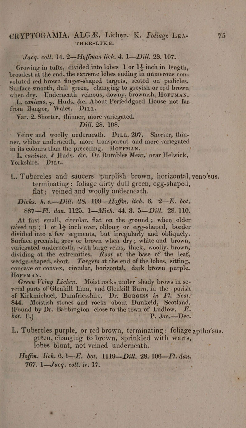 A H ER-LIBE. Jacq. coll. 14. 2--Hoffman lich. 4. 1—Dill. 28. 107... ‘Growing in tufts, divided into lobes 1 or 1 inch in length, : broadest at the end, the extreme lobes ending in numerous con- voluted red brown finger-shaped targets, seated on pedicles. Surface smooth, dull green, changing to greyish or red brown when dry. Underneath veinous, downy, brownish, HorrMan. L. caninus. y. Huds. &amp;c. About Perfeddgoed House not far from Bangor, Wales. DIL. Var. 2. Shorter, thinner, more variegated. Driil. 28. 108. ~ Veiny and woolly underneath. Dix, 207. Shorter, thin- ner, whiter underneath, more transpareut and more variegated in its colours than the preceding. HOFFMAN. L. caninus. } Huds. &amp;c. On Rumbles Mear, near Helwick, Yorkshire. Dru. = #4 Tubercles and saucers purplish brown, horizontal, veno’sus. terminating: foliage dirty dull green, egg-shaped, flat; veined and woolly underneath. Dicks. h. 8:—Dill. 28. 109—Hoffim. lich. 6. 2—E. bot.. 887—Fl. dun. 1125. 1—Mich. 44. 3. 5—Dill. 28. 110. At first small, circular, flat on the ground; when older raised up; 1 or 14 inch over, oblong or egy-shaped, border divided into a few segments, but irregularly and obliquely. Surface greenish, grey or brown when dry; white and brown, variegated underneath, with large veins, thick, woolly, brown, dividing at the extremities. oot at the base of the leaf, wedge-shaped, short. Jargets at the end of the lobes, sitting, concave or convex, circular, horizontal, dark bfown purple. HoFrrMaNn. Z Green Veiny Lichen. Moist rocks under shady brows in se- yeral parts of Glenkill Linn, and Glenkill Burn, in the — parish of Kirkmichael, Dumfriesshire. Dr. Burerss in Fl. Scot: 844, Moistish stones and rocks about Dunkeld, Scotland. (Found by Dr. Babbington close to the town of Ludlow. £. bot. E.) /~ Pp. Jan.-—-Dec. L. Tubercles purple, or red brown, terminating: foliage aptho’sus. green, changing to brown, sprinkled with warts, obes blunt, not veined underneath. ’ 4 Hoffm. lich. 6. 1—E. bot. 1119—Dill. 28. 106—Fl. dan. 767. 1—Jacq, coll. iv. 17. | ‘