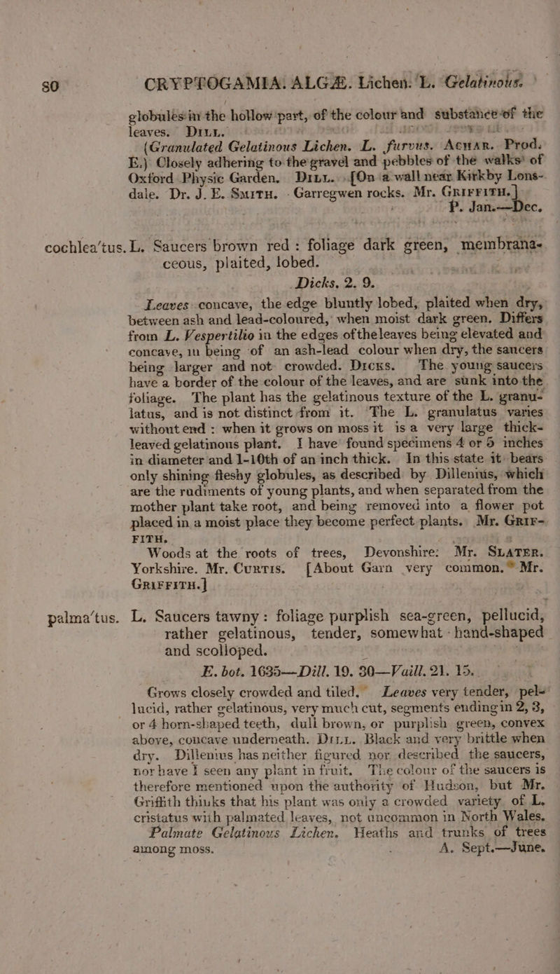 SO cochlea’‘tus. palma’tus. CRYPLOGAMIA: ALG. Lichen. 'L. Gelatinolis. ° globules: the hollow part, of the colour and substahcef the leaves. DriuL. | a0 or powe Gikveu)) (Granulated Gelatinous Lichen. L. furvus. Acar. Prod. E.) Closely adhering to the'gravel and pebbles of the walks! of Oxford Physic Garden, Dixy... [On ‘a wall near. Kirkby Lons- dale. Dr. J. E. Smitu. . Garregwen rocks. Mr. Grirritu. | sont P. Jan.—Dec. L. Saucers brown red: foliage dark green, membrana- ceous, plaited, lobed. : heat ies te Dicks, 2. 9. | Leaves concave, the edge bluntly lobed, plaited when dry, between ash and lead-coloured, when moist dark green. Differs from L. Vespertilio in the edges oftheleaves being elevated and concave, 1n being of an ash-lead colour when dry, the sancers being larger and not: crowded. Dicxs. The. young saucers have a border of the colour of the leaves, and are sunk into the foliage. The plant has the gelatinous texture of the L. granu- latus, and is not distinct from it. The L. granulatus varies without end : when it grows on moss it isa very large thick- leaved gelatinous plant. I have found specimens 4 or 5 inches in diameter and 1-10th of an inch thick. In this state it» bears: only shining fleshy globules, as described by Dillentus, which are the rudiments of young plants, and when separated from the mother plant take root, and being removed into a flower pot placed in a moist place they become perfect plants. Mr. Grir- FITH. a r Woods at the roots of trees, Devonshire: Mr. SLaTer. Yorkshire. Mr. Curtis. [About Garn very common,” Mr. GRiF FITH. | | L. Saucers tawny: foliage purplish sea-green, pellucid, rather gelatinous, tender, somewhat - hand-shaped | and scolloped.  OR) E. bot. 1635-—-Dill. 19. 30-—Vaill. 2). 15. Grows closely crowded and tiled. Leaves very tender, pel-’ or 4 horn-shaped teeth, dull brown, or purplish green, convex above, concave underneath. Dinix. Black and very brittle when dry. Dillenis has neither figured nor described the saucers, nor bave I seen any plant in fruit. The colour of the saucers is therefore mentioned upon the authority of Hudson, but Mr. Griffith thinks that his plant was oniy a crowded variety of L, cristatus with palmated leaves, not aneommon in North Wales. Palmate Gelatinous Lichen. Weaths and trunks of trees among moss. A. Sept.—June.