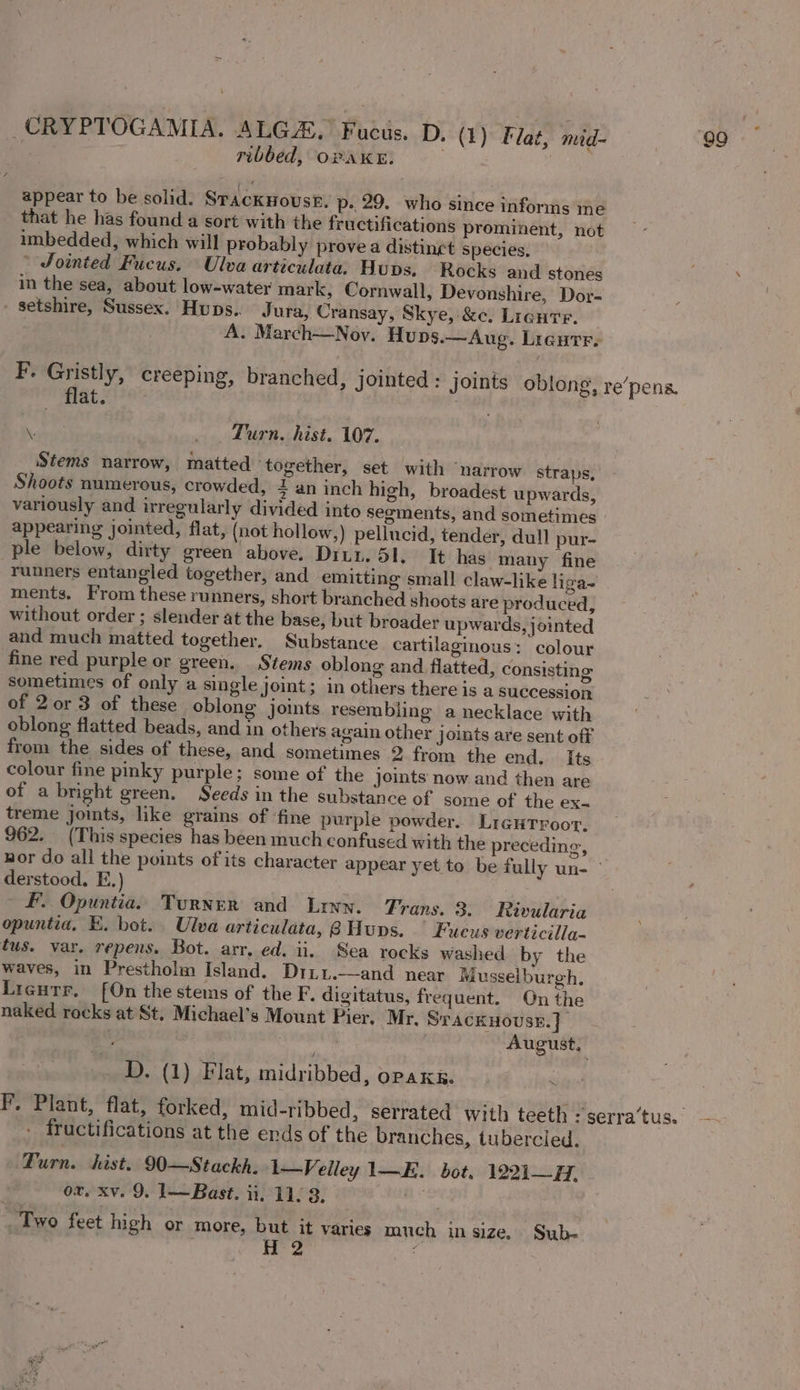 ribbed, OPAKE. appear to be solid. SrackHouss. p. 29. who since informs me that he has found a sort with the fructifications prominent, not imbedded, which will probably prove a distinct species, * Jointed Fucus. Ulva articulata, Hups. Rocks and stones in the sea, about low-watey mark, Cornwall, Devonshire, Dor- - setshire, Sussex. Hups.. Jura, Cransay, Skye, &amp;c. Lieurr. A. March—Noy. Hu Ds.— Aug. Ligutr. ‘flat. % Turn. hist. 107. Stems narrow, matted ‘together, set with ‘narrow straps, Shoots numerous, crowded, z an inch high, broadest upwards, variously and urregularly divided into segments, and sometimes appearing jointed, flat, (not hollow,) pellucid, tender, dull pur- ple below, dirty green above. Diun. 51. It has many fine runners entangled together, and emitting small claw-like liga~ ments, From these runners, short branched shoots are produced, without order ; slender at the base, but broader upwards, jointed and much matted together. Substance cartilaginous: colour fine red purple or green. Stems oblong and flatted, consisting sometimes of only a single joint; in others there is a succession of 2or 3 of these oblong joints resembling a necklace with oblong flatted beads, and in others again other joints are sent off from the sides of these, and sometimes 2 from the end. Its colour fine pinky purple; some of the joints now and then are of a bright green. Seeds in the substance of some of the ex- treme joints, like grains of ‘fine purple powder. Ligutroor. 962. (This species has been much confused with the preceding, derstood. E.) | | fF. Opuntia. Turner and Lrwyn. Frans. 3. Rivularia opuntia. E. bot. Ulva articulata, @Hups. ° Fucus verticilla- tus. var. repens. Bot. arr, ed. ii. Sea rocks washed by the waves, in Prestholm Island. Diii.—and near Musselburgh, Licurr. [On the stems of the F. digitatus, frequent. On the naked racks at St. Michael's Mount Pier, Mr. STACKHOUSE. | D. (1) Flat, midribbed, OPAKR. - fructifications at the ends of the branches, tubercled. . ox. xv. 9. 1—Bast. iit. 11.3. sine . Two feet high or more, but it varies much in size. Sub-