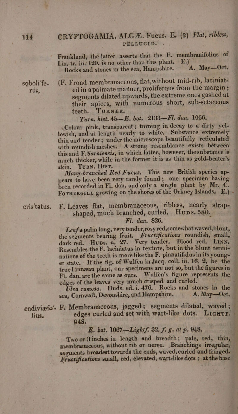 soboli’fe- rug, cris tatus. endiviefo’« lius. PELLUCID. . Frankland, the latter asserts that the F. membranifolius of Lin. tr. iii’ 120. is no other than this plant. E.) — Rocks and stones in the sea, Hampshire. A. May—Oct. (F. Frond membranaceous, flat,without mid-rib, laciniat- ed in apalmate manner, proliferaus from the margin; segments dilated upwards, the extreme ones gashed at their apices, with numerous short, sub-setaceous teeth. TURNER. . | Turn. hist. 45—E. bot. 2133—Fl. dan. 1966. Colour pink, transparent; turning in decay to a dirty yel- lowish, and at length nearly to white. Substance extremely thin and tender; under the microscope beautifully reticulated with roundish meshes. A strong resemblance exists between much thicker, while in the former it is as thin as gold-beater’s skin. Turn. Hist. pears to have been very rarely found; one specimen having been recorded in Fl. dan, and only a single plant by Mr, C. F. Leaves flat, membranaceous, ribless, nearly strap- shaped, much branched, curled. Huns. 580. Fi. dan. 826. c Leafapaim long, very tender,rosy red,somewhat waved,blunt, dark red. Huns. n. 27.’ Very tender. Blood red. Linn. nations of the teeth is more like the F. pinnatifidus in its young= er state. If the fig. of Wulfen in Jacq. coll. i. 16. 2, be the true Linnean plant, our specimens are not so, but the figures in edges of the leaves very much crisped and curled. Viva ramosa. Huds. ed.i. 476... Rocks and stones in the 048. E. bot. 1067—Lightf. 32. f. g. at p. 948. membranaceous, without rib er nerve. _Branchings irregular, segments broadest towards the ends, waved, curled and fringed. Fructifications small, red, elevated, wart-like dots ; at the base -