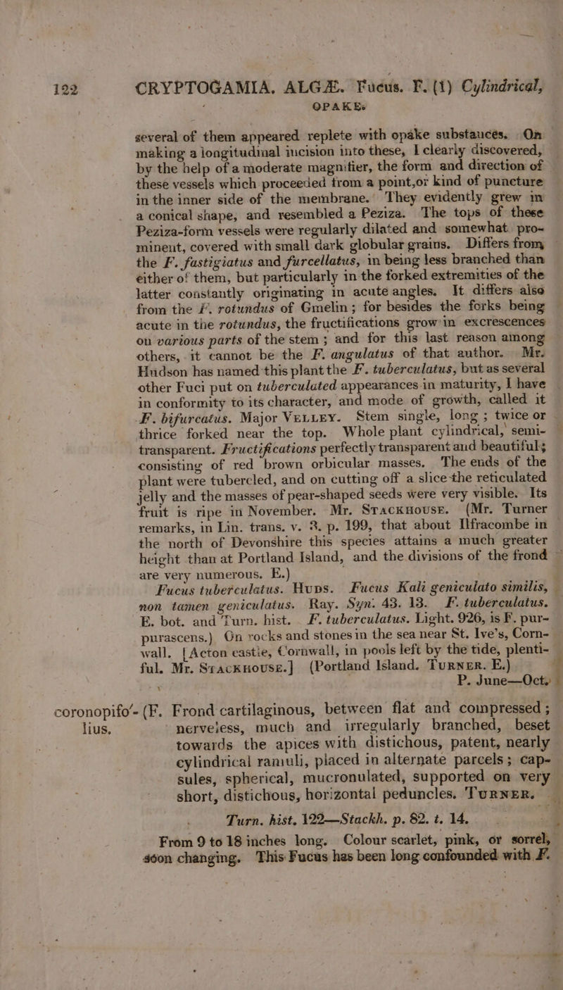OPAK Be several of them appeared replete with opake substances. Qa making a longitudinal incision into these, I clearly discovered, by the help of a moderate magmitier, the form and direction of | these vessels which proceeded from a point,or kind of puncture in the inner side of the membrane. They evidently grew m a conical shape, and resembled a Peziza. The tops of these Peziza-form vessels were regularly dilated and somewhat. pro-~ mineut, covered with small dark globular grains. Differs fron the F. fastigiatus and furcellatus, in being less branched than either of them, but particularly in the forked extremities of the latter constantly origmating in acute angles. It differs also from the &amp;. rotundus of Gmelin; for besides the forks being acute in the rotundus, the fructifications grow’in excrescences on various parts of the stem ; and for this last reason among others, it cannot be the F. angulatus of that author. Mr. Hudson has named this plant the F. tuberculatus, but as several other Fuci put on tuberculated appearances in maturity, I have in conformity to its character, and mode of growth, called it LF. bifurcatus. Major Vertey. Stem single, long ; twice or thrice forked near the top. Whole plant cylindrical, semi- — transparent. Fructifications perfectly transparent and beautiful consisting of red brown orbicular masses. The ends of the plant were tubercled, and on cutting off a slice the reticulated jelly and the masses of pear-shaped seeds were very visible. Its fruit is ripe in November. Mr. Sracksousr. (Mr. Turner remarks, in Lin. trans. v. 8. p. 199, that about Ilfracombe in ~ the north of Devonshire this species attains a much greater height than at Portland Island, and the divisions of the frond are very numerous. E.) Fucus tuberculatus. Hups. Fucus Kali genicuiato similis, non tamen geniculatus. Ray. Syn. 43. 13. F. tuberculatus. E. bot. and Turn. hist. F. tuberculatus. Light. 926, is F. pur- purascens.) Gn rocks and stones in the sea near St. Ive’s, Corn- wall, [Acton eastie, Cornwall, in pools left by the tide, plenti- ful. Mr. Sracknouse.] (Portland Island. Turner. E,) | a P. June—Oct. : coronopifo’- (F. Frond cartilaginous, between flat and compressed ; — lius, nervejess, much and irregularly branched, beset towards the apices with distichous, patent, nearly cylindrical ramuli, placed in alternate parcels; cap- sules, spherical, mucronulated, supported on very short, distichous, horizontal peduncles. TURNER. Turn. hist. 122—Stackh. p. 82. t. 14. From 9 to 18 inches long. Colour scarlet, pink, or sorrél, don changing. This Fucus has been long confounded with F.
