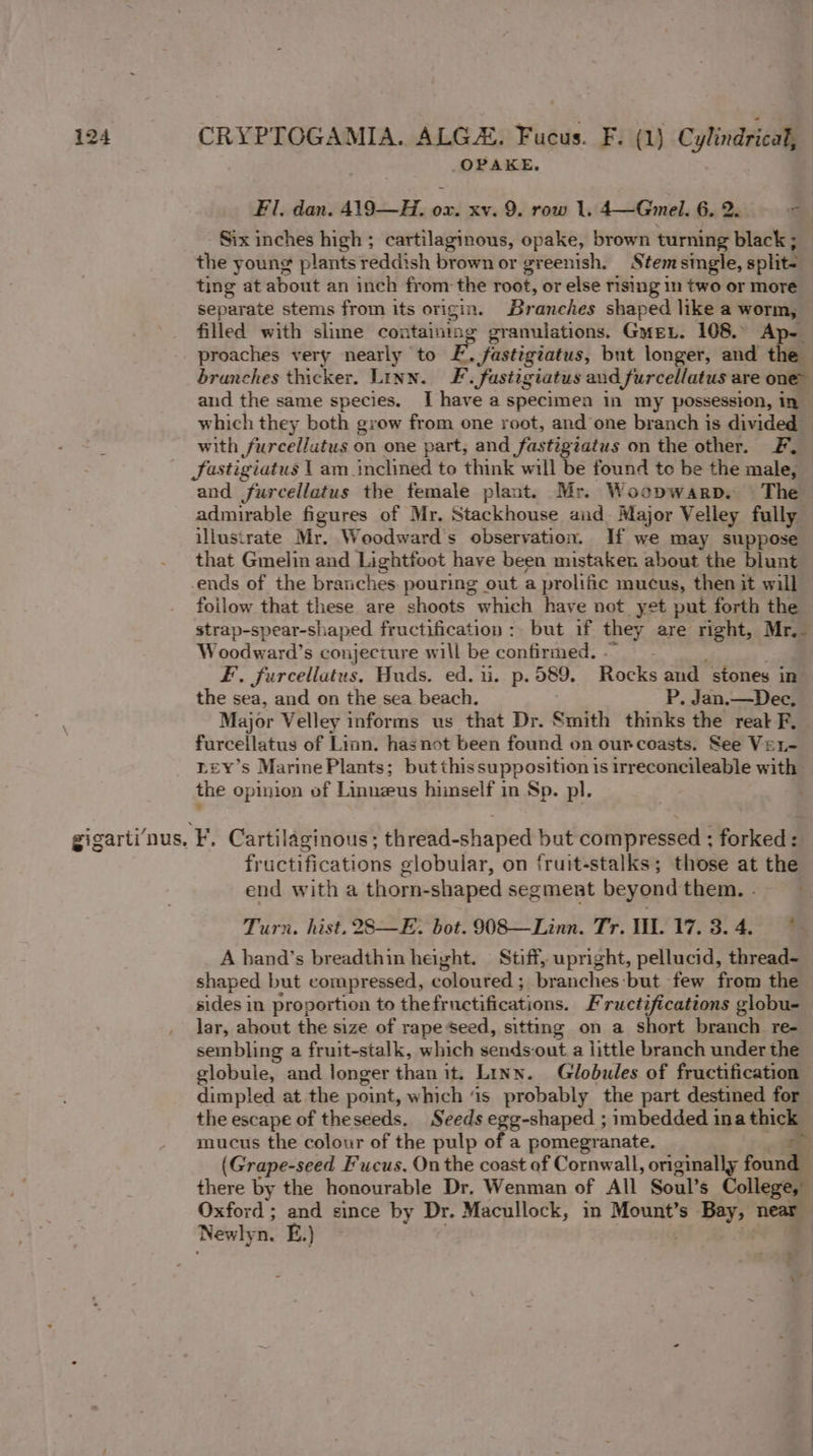 OPAKE., Fil, dan. 419—H. si xv. 9. row 1. 4—Gmel. 6. 2. g Six inches high ; cartilaginous, opake, brown turning black ; the young plants reddish brown or greenish. Stemsmgle, split ting at about an inch from: the root, or else rising 1n two or more separate stems from its origin. Br canches shaped like a worm, filled with slime containing granulations. Gye. 108.° Ap- proaches very nearly ‘to F, fastigiatus, but longer, and the branches thicker. Linn. F. Jastigiatus and furcellatus are one which they both grow from one root, and one branch is divided with furcellatus on one part, and fastigiatus on the other. F. JSastigiatus l am inclined to think will be found te be the male, and furcellatus the female plant. Mr. Woopwarp. The admirable figures of Mr. Stackhouse and Major Velley fully illustrate Mr. Woodward's observation. If we may suppose that Gmelin and Lightfoot have been mistaken about the blunt ends of the branches. pouring out a prolific mucus, then it will foilow that these are shoots which have not yet put forth the strap-spear-shaped fructification : but if they are right, Mr.. Woodward’s conjecture will be confirmed. £, furcellatus. Huds. ed. iu. p. 589, Rocks and stones in. the sea, and on the sea beach. P. Jan.—Dec, Major Velley informs us that Dr. Smith thinks the real F, furcellatus of Linn. has not been found on ourcoasts. See Ver- neY’s MarinePlants; butthissupposition is irreconcileable with the opinion of Linnzus himself in Sp. pl. fructifications globular, on {ruit-stalks; those at the Turn. hist. 283—E. bot. 908—Linn. Tr. Wl. 17.3.4. ~~ A hand’s breadthin height. Stiff, upright, pellucid, thread- shaped but compressed, coloured; branches but few from the sides in proportion to the fructifications. F ructifications globu- lar, about the size of rape Seed, sitting on a short branch re- sembling a fruit-stalk, which sends-out a little branch under the globule, and longer than it. Linn. Globules of fructification dimpled at the point, which ‘is probably the part destined for the escape of theseeds. Seeds egg-shaped ; imbedded ina this mucus the colour of the pulp of a pomegranate. (Grape-seed Fucus, On the coast of Cornwall, originally found) there by the honourable Dr. Wenman of All Soul’s College, Oxford ; and since by Dr. Macullock, in Mount’s Bay, near Newly n. E.) 5 id