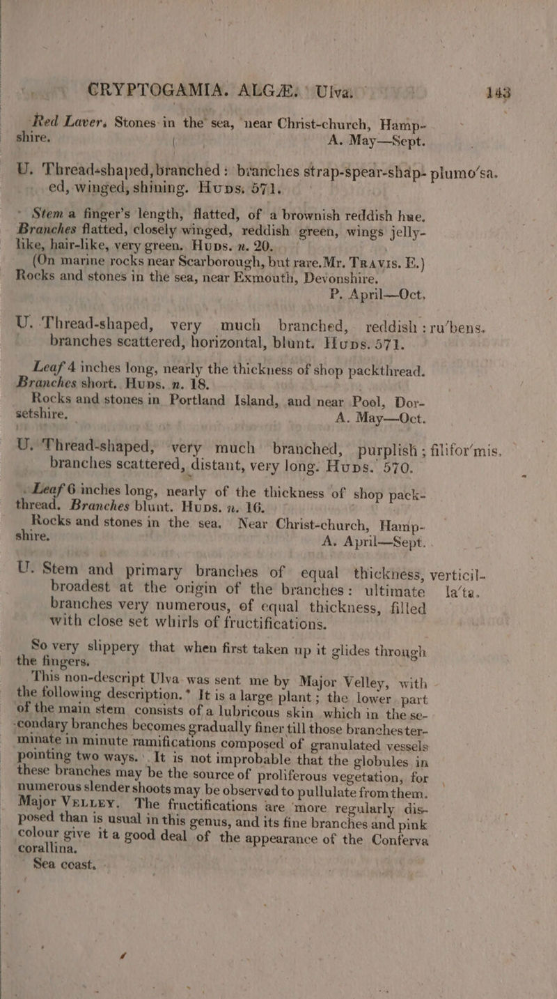 Red Laver. Stones-in the’ sea, near Christ-church, Hamp- shire. (renee A. May—Sept. U. Thread+shaped, branched : branches strap-spear-shap- plumo’sa. ed, winged, shining. Hups. 571. * Stem a finger’s length, flatted, of a brownish reddish hue. Branches flatted, closely winged, reddish green, wings jelly- hike, hair-like, very green, Hups. n. 20... (On marine rocks near Scarborough, but rave. Mr. Travis. E.) Rocks and stones in the sea, near Exmouth, Devonshire. P, Apnl—Oct, U. Thread-shaped, very much branched, reddish ; ru’bens. branches scattered, horizontal, blunt. Hups. 571. Leaf 4 inches long, nearly the thickness of shop packthread. Branches short. Huns. .n. 18. . Rocks and stones in Portland Island, and near Pool, Dor- setshire. 7 | A. May—Oct. U. Thread-shaped, very much branched, purplish ; filifor’mis, branches scattered, distant, very long. Hups. 570. Leaf 6 ches long, nearly of the thickness of shop pack- thread. Branches blunt. Huns. 7. 16. | | Rocks and stones in the sea, Near Christ-church, Hamp- shire. A. April—Sept. U. Stem and primary branches of equal thickness, verticil- broadest at the origin of the branches: ultimate la’ta. branches very numerous, of equal thickness, filled with close set whirls of fructifications. So very slippery that when first taken up it glides through the fingers. a This non-descript Ulva- was sent me by Major Velley, with the following description.* It is a large plant ; the lower. part of the main stem consists of a lubricous skin which in the se- -condary branches becomes gradually finer till those branchester- minate in minute ramifications composed of granulated vessels pointing two ways. It is not improbable that the globules in these branches may be the source of proliferous vegetation, for . numerous slender shoots may be observed to pullulate from them. Major VeLiEy. The fructifications are ‘more regularly dis- posed than is usual in this genus, and its fine branches and pink colour give it a good deal of the appearance of the Conferva corallina. Sea coast, -