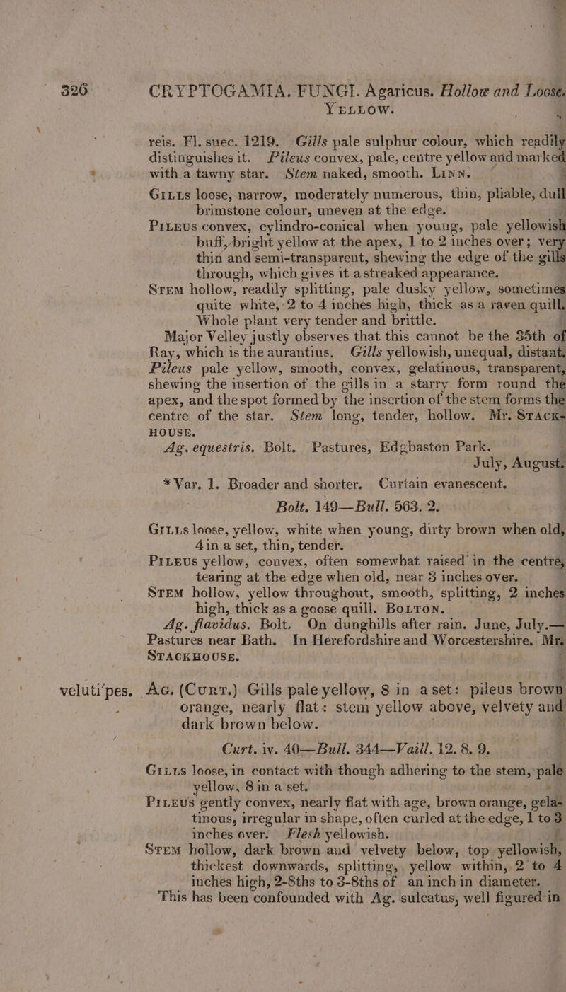 veluti’pes. aa CRYPTOGAMIA. FUNGI. Agaricus. Hollow and Loese. YELLOw. 3 reis. FI. suec. 1219. Gills pale sulphur colour, which readily distinguishes it. Pileus convex, pale, centre yellow and marked with a tawny star. Stem naked, smooth. Linn. — ; Grits loose, narrow, moderately numerous, thin, pliable, dull brimstone colour, uneven at the edge. PILEUSs convex, cylindro-conical when young, pale yellowial buff, bright yellow at the apex, 1 to 2 inches over; very thin ‘and ‘semi-transparent, shewing the edge of the gills through, which gives it astreaked appearance. STEM hollow, readily splitting, pale dusky yellow, sometimes guite white, 2 to 4 inches high, thick as a raven gui Whole plant very tender and brittle, Major Velley justly observes that this cannot be the 35th of Ray, which is the aurantius. Galls yellowish, unequal, distant. Pileus pale yellow, smooth, convex, gelatinous, transparent, shewing the insertion of the eills i in a Star ry Soret round the apex, and the spot formed by the insertion of the stem forms the centre of the star. Stem long, tender, hollow. Mr. Sracxk- HOUSE. Ag. equestris. Bolt. Pastures, Edgbaston Park. July, August *Var. 1. Broader and shorter. Curiain evanescent. Bolt. 149—Bull. 563. 2 Gris loose, yellow, white when young, dirty brown when old, 4in a set, thin, tender. Pievus yellow, convex, often somewhat raised in the centre, tearing at the edge when old, near 3 inches over. Stem hollow, yellow throughout, smooth, splitting, 2 inches high, thick as a goose quill. BoLTon. Ag. fiavidus. Bolt. On dunghills after rain. June, July.— Pastures near Bath. In Herefordshire and Worcestershire. Mg STACKHOUSE. Ag. (Curr. ) Gills pale ey aa Sin aset: pileus brown orange, nearly flat: stem yellow above, velvety and dark brown below. m Curt. iv. 40—Bull. 344—Vaiil. 12. 8, 9, Grits loose, in contact with though adhering to the stem, pale yellow, 8in a set. Priievs gently convex, nearly flat with age, brown orange, gela~ tinous, irregular in shape, often curled at the edge, 1 to 3 inches aver. Flesh yellowish. Stem hollow, dark brown and velvety below, top yellowish, thickest downwards, splitting, yellow within, 2 to 4 inches high, 2-Sths to 3-Sths of an inch in diameter. This has been confounded with Ag. sulcatus, bi figured in