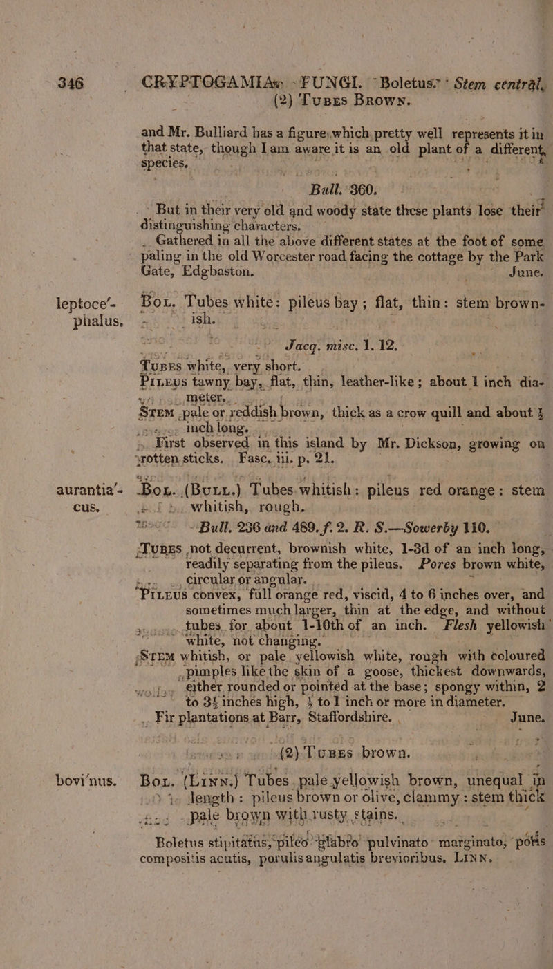 leptoce’-- phalus. aurantia’~ cus. bovi‘nus. ‘ (2) Tuses Brown. and Mr. Bulliard bas a figure: which, pretty well cca it in that state, though lam aware itis an old plant of a oe EPEC lef, % Ball. 360. - But in their very old and woody state these plants lose theid distinguishing characters, . Gathered in all the above different states at the foot of some Gate, Edgbaston. June. Bot. Tubes white: pileus bay ; flat, thin: stem brown- | ish. : wigaitee misc. 1. 12. TuBEs white, very short. Prievs tawny bay, flat, thin, leather-like; about 1 inch dia- ye meter... Srem -pale or. reddish en thick as a crow quill and about 3 evo, Inch long. _ First observed in ‘this island by Mr. Dickson, growing on Box. (Bott) Tubes. whitish : pileus red orange : stem « / 5. whitish, rough, ' tol Bull, 236 and 489. f. 2. R. S.—Sowerby 110. ‘Tupes not decurrent, brownish white, 1-3d of an inch long, readily. separating from the pileus. Pores brown white, r; ., elreular or angular. __ ‘Pitevs. convex, ‘fall orange red, viscid, 4 to 6 inches over, and sometimes much larger, thin at the edge, and without _ tubes. for about 1-10th of an inch. Flesh yellowish” white, not changing. )Srxm whitish, or pale. yellowish white, rough with coloured ,punples likethe skin of a goose, thickest downwards, either rounded or pointed at the base; spongy within, 2 to 34 inches high, } tol inch or more in diameter. Taki plantations at atte Sis Wdrdehive, June. bene 2) 5 oi brown. Bou. dashetees Tubes. pale yellowish brown, unequal in &gt; y Jength : pileus brown or olive ,clammy : stem thick - pale by own with rusty stains. Boletus stipitatus, “piled “glubro’ pulvinato sHinitottiatd “pots compositis acutis, porulisangulatis breyioribus. LINN.