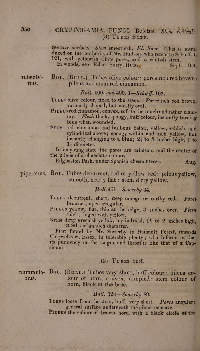 rubeola’- rius. pipera’tus. nummula- rius. (3) ‘Tuses Burr. concave surface. Stem smeothish. Fl. Suec.—This is introe duced on the authority of Mr. Hudson, who refers to Schetf. t. 121, with. yellowish white pores, and a whitish stem. In woods, near Eshar, Surry. Hops. Sept.—Oct. Box, (Buit.) Tubes olive colour; pores rich red brown: pileus and stem red cinnamon. | Bull. 100, and 490, 1—Scheff. 107. TUBES olive colour, fixed to the stem. © Pores rich red brown, variously shaped, but mostly oval. ee PILevs red cmnamon, convex, soft to the touch and rather clam- my. lesh thick, spongy, buff colour, instantly turning blue when wounded. yee ee Stem red cinnamon and bulbous below, yellow, reddish, and cylindrical above; spongy within and rich yellow, but instantly changing toa blue; 24 to 3 inches high, 3 to 11 diameter. ; ; In its young state the pores are crimson, and the centre of the pileus ofa chocolate colour. ; Edgbaston Park, under Spanish chesnut trees. Aug. Box. Tubes decurrent, red or yellow red: pileus yellow, smooth, nearly flat: stem dirty yellow. 4 Bull. 451—Sowerby 34. Tuxsgs decurrent, short, deep orange or earthy red. Pores browner, open irregular. | | Piteus yellow, flat, thin at the edge, 3 inches over. Flesh thick, tinged with yellow. pu . STEM dirty greenish yellow, cylindrical, 14 to-2 inches high, 3-8ths of an inch diameter. : First found by Mr. Sowerby in Hainault Forest, towards Chigwellrow, Essex, in tolerable plenty ; who informs us that its pungency on the tongue and throat is like that of a Cap- sicum. | (3) Toses buff. Bor. (Bux.) Tubes very short, buff colour: pileus co- lour of horn, convex, dimpled: stem colour of horn, black at the base. La * Bull. 124—Sowerby 89. ; general surface underneath the pileus concave. a Prrevs the colour of brown horn, with a black circle at the