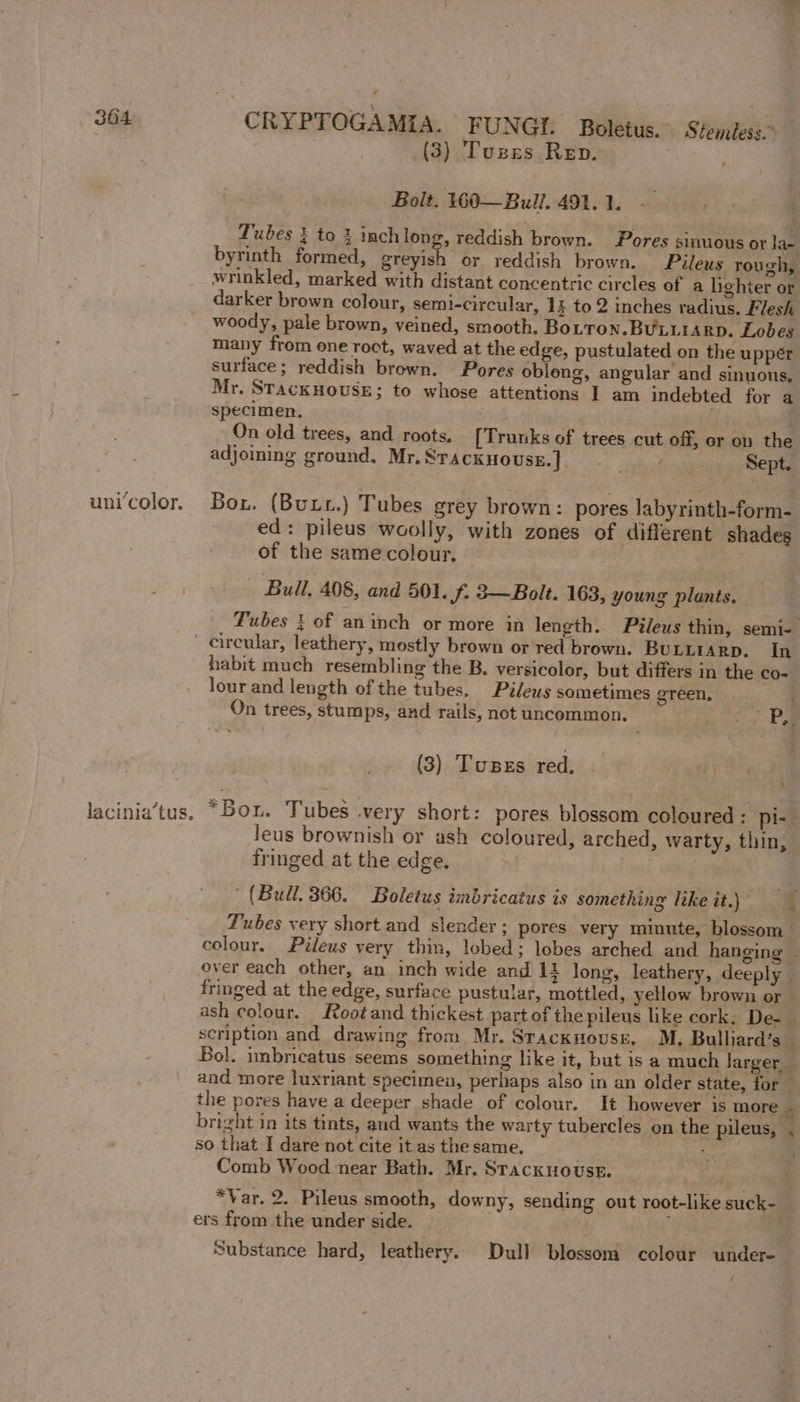 304. uni‘color. CRYPTOGAMIA. FUNGI. Boletus. Stemfess (3) Tussrs Rep. Bolt. 160—Bull. 491. 1. Tubes } to 2 inch long, reddish brown. Pores sinuous or la- byrinth formed, greyish or reddish brown. Pileus rough, wrinkled, marked with distant concentric circles of a lighter or darker brown colour, semi-circular, 13 to 2 inches radius. Flesh woody, pale brown, veined, smooth. BoLron.BULLIARD. Lobes many from ene roct, waved at the edge, pustulated on the uppér surface; reddish brown. Pores obleng, angular and sinuons, Mr. STACKHOUSE; to whose attentions I am indebted for a specimen. ; On old trees, and roots, [Trunks of trees cut off, or on the adjoining ground. Mr, Srackuoust.] ~jaeSepte Bou. (Butt.) Tubes grey brown: pores labyrinth-form- ed: pileus woolly, with zones of different shades of the same colour, Bull, 408, and 501. J- 3—Bolt. 163, young plants. Tubes ! of aninch or more in length. Pileus thin, semi- lacinia’tus. habit much resembling the B. versicolor, but differs in the co- lour and length of the tubes, Pileus sometimes green, On trees, stumps, and rails, notuncommon. yk (3) Tusexs red. . “Bor. Tubes very short: pores blossom coloured: pi- Jeus brownish or ash coloured, arched, warty, thin, fringed at the edge. . (Bull. 366. Boletus imbricatus is something like it)”, ae Tubes very short and slender ; pores very minute, blossom colour. Pileus very thin, lobed; lobes arched and hanging | over each other, an inch wide and 11 long, leathery, deeply | fringed at the edge, surface pustular, mottled, yellow brown or ash colour. Reot and thickest part of the pileus like cork: De-_ scription and drawing from Mr. Stacknousr, M., Bulliard’s — Bol. imbricatus seems something like it, but is a much larger _ and more luxriant specimen, perhaps also in an older state, for _ the pores have a deeper shade of colour. It however is more bright in its tints, and wants the warty tubercles on the pileus, so that I dare not cite it as the same. #v Comb Wood near Bath. Mr. Srackuovuse. *Var. 2. Pileus smooth, downy, sending out root-like suck- ers from the under side. i Substance hard, leathery. Dull blossom colour under-— / - es : n
