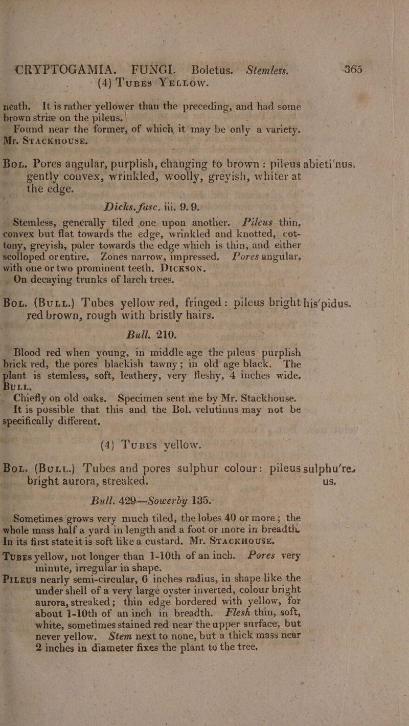 (4) Tupes YELLow. neath. {t is rather yellower than the pie aud had some brown strize on the pileus. | Found near the former, of whitch it may be only a oe Mr. STACKHOUSE. Bou. Pores angular, purplish, changing to brown: pileus abieti‘nus. gently convex, wrinkled, woolly, greyish, w iter at the edge. Dicks. fuse. iii. 9.9. Stemless, generally tiled one upon another. Péileus thin, convex but flat towards the ed ge, wrinkled and knotted, cot- tony, greyish, paler towards the edge which is thin, and. either scolloped orentire. Zones narrow, impressed. Pores angular, with one or two prominent teeth. Dickson, _ On decaying trunks of larch trees. Bou. (Bunt.) Tubes yellow red, fringed: pileus bright his’ pidus. red brown, rough with bristly hairs. Bull. 210. Blood red when young, in middle age the pileus: purplish brick red, the pores blackish tawny; in old’ age black. The a? is stemless, soft, leathery, Ne fleshy, 4 inches wide. ULL Chiefly on old oaks. Specimen sent me by Mr. Stackhouse. ‘It is possible that this and the Bol. velutinus may not be parity different. (4) Tusrs yellow. Bow. (Butt.) Tubes and pores sulphur colour: pileus sulphu’re. bright aurora, streaked. | us. Bull. 429—Sowerby 135. Sometimes grows very much tiled, the lobes 40 or more; the whole mass half a yard in length and a foot or more in breadth. In its first state it is soft like a custard. Mr. Sracknouse. Tuses yellow, not longer than 1-10th of aninch. Pores very minute, irregular in shape. PiLevs nearly seine anette: 6 inches radius, in shape like the . under shell of a very large oyster inverted, colour bright aurora, streaked; thin edge bordered with yellow, ‘for about 1-10th of an inch in breadth. Flesh thin, soft, white, sometimes stained red near the upper surface, but never yellow. Stem next to none, but a thick mass near bf 2 inches in diameter fixes the plant to the tree.