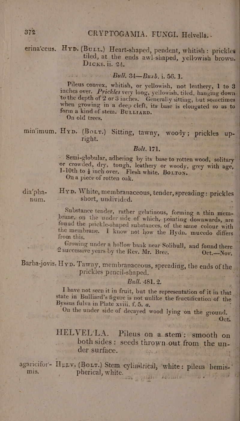 Dicks. ij. 24, Bull. 834—Buzd. 1. 56. 1. Pileus convex, whitish, or yellowish, not leathery, 1 to 3 ‘to the depth of 2 or 3 inches. Generaliy sitting, but sometimes when growing in a deep cleft, its base is elongated so as to form a kind of stem. BuULLIARD. ay On old trees, . nght. Bolt. 171. or crowded, dry, tough, leathery or woody, grey with age, 1-i0th to 3 inch over. Flesh white. Boiron. ) On a piece of rotten oak. | i ) num. short, undivided. brane, on the under side of which, pointing downwards, are found the prickle-shaped substances, of the same colour with the membrane. I know not how the Hydn. mucedo differs from this, Growing under a hotlow bank near Solihull, and found there 2 successive years by the Rev. Mr. Bree. Oct.—Noy. prickles pencil-shaped, Bull. 481. 2. Byssus fulva in Plate xviii. f.5. a. ; ‘ On the under side of decayed wood lying on the ground. WW | Oct. HELVEL’LA. Pileus-on a..stem*: ‘smooth on both sides: seeds thrown-out from. the un- der surface. {us | *: mis, | pherical, white. alley 3 ou wwe &gt; ~ Ne