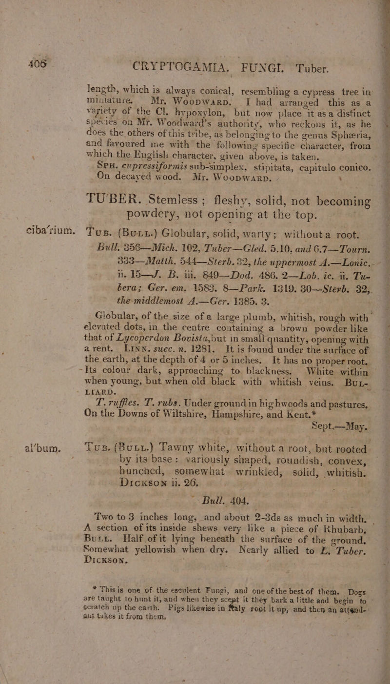 length, which is always conical, resembling a cypress tree in’ miniature, Mr, Woopwarp. I had arranged this as a variety of the Cl. ypoxylon, but now place it asa distinct ~ species on Mr. Woodward’s authority, who reckons it, as he | does the others of this tribe, as belonging to the genus Spheria, and favoured me with the following specific character, from which the English character, given above, is taken. SPH. cxpressiformis sub-simplex, stipitata, capitulo conico. ©n decayed wood. Mr. Woopwarp. - ; TU'BER. Stemless ; fleshy, solid, not becoming powdery, not opening at the top. ciba‘rium. Tus. (Buxn.) Globular, solid, warty; withouta root. | Bull. 356—Mich. 102, Tuber —Gled. 5.10, and 6.7—Tourn. 333—Matth, 544—Sterb. 32, the uppermost A.—Lonic,- ii, 15B—J. B. iii. 849—Dod. 486. 2—Lob. ic. ii. Tu- bera; Ger. em. 1583. 8—Park. 1319. 30—Sterb. 32,. the middlemost A.—Ger. 1385. 3. : Globular, of the size of a large plumb, whitish, rough with elevated dots, in the centre containing a brown powder like that of Lycoperdon Bovista,but in small quantity, opening with arent. LINN. suwec.n. 1281. It is found under the surface of the earth, at the depth of 4 or Sinches. It has no proper root. -Its colour dark, approaching to blackness. White within — when young, but when old black with whitish veins. Bux- - LFARD. ; —_ L. ruffles. T. rubs. Under ground in hig hwoods and pastures, On the Downs of Wiltshire, Hampshire, and Kent.* Sept.— May. al’bum. Tus. (Buux.} Tawny white, without a root, but rooted by its base: variously shaped, roundish, convex, hunched, somewhat. wrinkled, solid, whitish. Dickson ii. 26, '- Bull. 404, Two to 3 inches long, and about 2-3ds as much in width. © A section of its inside shews very like a piece of Khubarb, Bui. Half of it lying beneath the surface of the sround, Somewhat yellowish when dry, Nearly allied te ZL. Tuber. Dickson. * Thisis one of. the esculent Fungi, and one ofthe best of them. _Dogs are taught to hunt it, and when they scept it they bark a little and begin to scratch up the earth. Pigs likewise in Raly root it up, and then an attend. : aut takes it from them. 2 ake