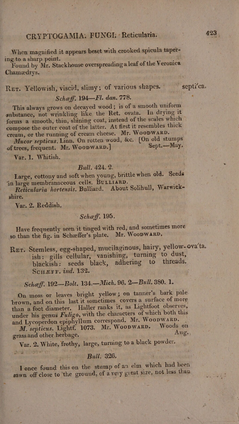 When magnified it appears beset with crooked spicula taper- ing to a sharp point, ? . ix Found by Mr. Stackhouse overspreading a leaf of the Veronica Chameedrys. ! . Retr. Yellowish, viscid, slimy; of various shapes.’ —_septi’ca. Scheff. 194—Fi. dan. 778. ‘ This always grows on decayed wood; is of a smooth uniform substance, not wrinkling like the Ret. ovata. In drying it forms a smooth, thin, shining coat, instead of the scales which compose the outer coat of the latter. At first it resembles thick cream, or the running of cream cheese. Mr. WoopWARD.- - Mucor septicus. Linn. On rotten wood, &amp;c. {On old stumps of trees, frequent. Mr. Woopwakrp.] Sept.—May. Var. 1. Whitish. . Bull, 424. 2. Large, cottony and soft when young, brittle when old. Seeds 4n large membranaceous cells. BULLIARD. ' Reticularia hortensis. Bulliard. About Solihull, Warwick- shire. Var. 2. Reddish, : Scheff. 195. Have frequently seen it tinged with red, and sometimes more so than the fig. in Scheeffer’s plate, Mr. Woopwarb,. Rer. Stemless, egg-shaped, mucilaginous, hairy, yellow- ovata. ish: gills cellular, vanishing, turning to dust, blackish: seeds black, adhering to threads, Scu#rr. ind. 132. : Scheff. 192—Bolt. 134.—Mich. 96. 2—Bull. 380. 1. On moss or leaves bright yellow; on tanner’s bark pale ‘brown, and on this last it sometimes covers a surface of more than a foet diameter. Haller ranks it, as Lightfoot observes, under his genus Fuligo, with the characters of which both this and. Lycoperdon epiphyllum correspond, Mr. WoopwaRD. M. septicus. Lightf. 1073. Mr. Woopwarp. Woods on grass and other herbage. ; Aug. Var. 2, White, frothy, large, turning toa black powder. Bull. 326. -Lonce found this on the stump of an elm which had been sawn off close to ‘the ground, of avery great size, not less than