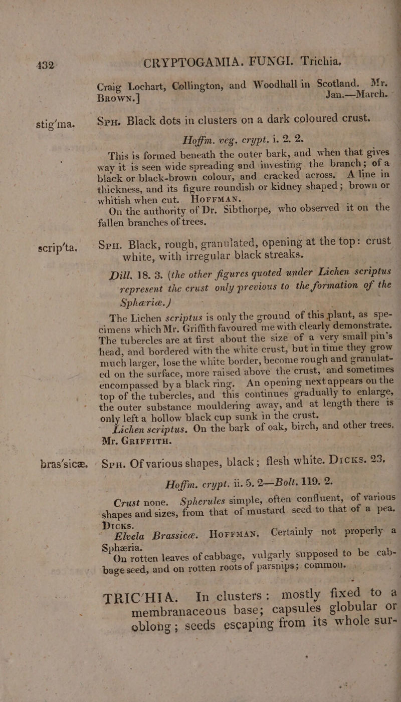 A432 stig’ma. scrip‘ta, bras’sice. i a CRYPTOGAMIA. FUNGI Trichia. Craig Lochart, Collington, and Woodhall in Scotland. Mr. Spu. Black dots in clusters on a dark coloured crust. Hoffim. veg, crypt. i. 2. 2. _ ae way it is seen wide spreading and investing the branch; of a black or black-brown colour, and cracked across. A line in thickness, and its figure roundish or kidney shaped; brown or whitish when cut. HoFrrman. Las On the authority of Dr. Sibthorpe, who observed it on the fallen branches of trees. ape tk white, with irregular black streaks. represent the crust only previous to the formation of the Spharie.) Fieve The Lichen scriptus is only the ground of this plant, as spe- cimens which Mr. Griffith favoured me with clearly demonstrate. The tubercles are at first about the size of a very small pin’s head, and bordered with the white crust, but in time they grow much larger, lose the white border, become rough and granulat- ed on the surface, more raised above the crust, and sometimes encompassed bya black rng. An opening next appears on the top of the tubercles, and _this continues gradually to enlarge, the outer substance mouldering away, and at length there 1s only left a hollow black cup sunk in the crust. Lichen scriptus. On the bark of oak, birch, and other trees, Mr. GRIFFITH. Spx. Of various shapes, black; flesh white. Dicks. 23, Hoffm. crypt. ii. 5, 2—Bolt. 119. 2. Crust none. Spherules simple, often confluent, of various Dicks. , ~~ Elvela Brassice. Horrman, Certainly not properly a Spheeria. . | On rotten leaves of cabbage, vulgarly supposed to be cab- bage seed, and on rotten roots of parsnips;. common. membranaceous base; capsules globular or oblong; seeds escaping from 1ts whole sur- ®