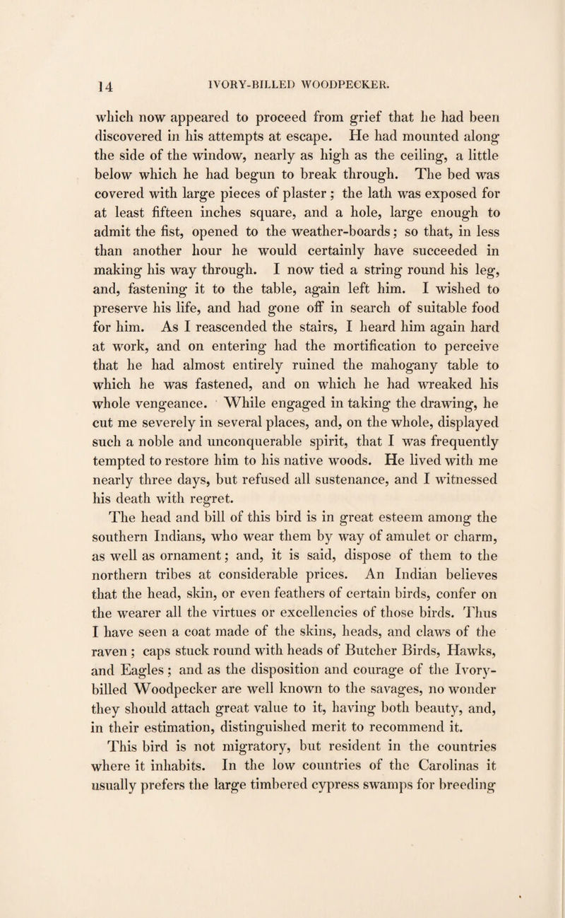 which now appeared to proceed from grief that he had been discovered in his attempts at escape. He had mounted along the side of the window, nearly as high as the ceiling, a little below which he had begun to break through. The bed was covered with large pieces of plaster ; the lath was exposed for at least fifteen inches square, and a hole, large enough to admit the fist, opened to the weather-boards; so that, in less than another hour he would certainly have succeeded in making his way through. I now tied a string round his leg, and, fastening it to the table, again left him. I wished to preserve his life, and had gone off in search of suitable food for him. As I reascended the stairs, I heard him again hard at work, and on entering had the mortification to perceive that he had almost entirely ruined the mahogany table to which he was fastened, and on which he had wreaked his whole vengeance. While engaged in taking the drawing, he cut me severely in several places, and, on the whole, displayed such a noble and unconquerable spirit, that I was frequently tempted to restore him to his native woods. He lived with me nearly three days, but refused all sustenance, and I witnessed his death with regret. The head and bill of this bird is in great esteem among the southern Indians, wdio wear them by way of amulet or charm, as well as ornament; and, it is said, dispose of them to the northern tribes at considerable prices. An Indian believes that the head, skin, or even feathers of certain birds, confer on the wearer all the virtues or excellencies of those birds. Thus I have seen a coat made of the skins, heads, and claws of the raven ; caps stuck round with heads of Butcher Birds, Hawks, and Eagles; and as the disposition and courage of the Ivory¬ billed Woodpecker are well known to the savages, no wonder they should attach great value to it, having both beauty, and, in their estimation, distinguished merit to recommend it. This bird is not migratory, but resident in the countries where it inhabits. In the low countries of the Carolinas it usually prefers the large timbered cypress swTamps for breeding