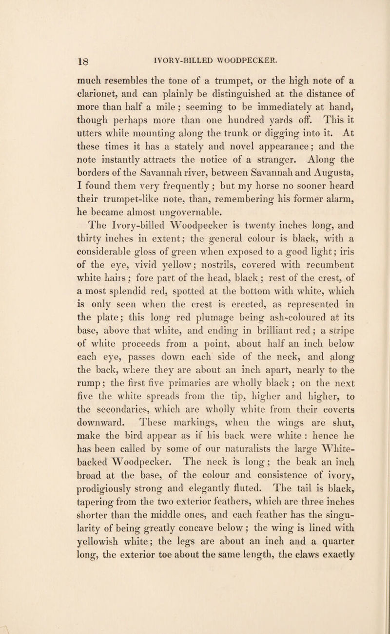 much resembles the tone of a trumpet, or the high note of a clarionet, and can plainly be distinguished at the distance of more than half a mile; seeming to be immediately at hand, though perhaps more than one hundred yards off. This it utters while mounting along the trunk or digging into it. At these times it has a stately and novel appearance; and the note instantly attracts the notice of a stranger. Along the borders of the Savannah river, between Savannah and Augusta, I found them very frequently; but my horse no sooner heard their trumpet-like note, than, remembering his former alarm, he became almost ungovernable. The Ivory-billed Woodpecker is twenty inches long, and thirty inches in extent ; the general colour is black, with a considerable gloss of green when exposed to a good light; iris of the eye, vivid yellow; nostrils, covered with recumbent white hairs ; fore part of the head, black ; rest of the crest, of a most splendid red, spotted at the bottom with white, which is only seen when the crest is erected, as represented in the plate; this long red plumage being ash-coloured at its base, above that white, and ending in brilliant red ; a stripe of white proceeds from a point, about half an inch below each eye, passes down each side of the neck, and along the back, where they are about an inch apart, nearly to the rump; the first five primaries are wholly black ; on the next five the white spreads from the tip, higher and higher, to the secondaries, which are wholly white from their coverts downward. These markings, when the wings are shut, make the bird appear as if his back were white : hence he has been called by some of our naturalists the large White- backed Woodpecker. The neck is long; the beak an inch broad at the base, of the colour and consistence of ivory, prodigiously strong and elegantly fluted. The tail is black, tapering from the two exterior feathers, which are three inches shorter than the middle ones, and each feather has the singu¬ larity of being greatly concave below; the wing is lined with yellowish white; the legs are about an inch and a quarter long, the exterior toe about the same length, the claws exactly