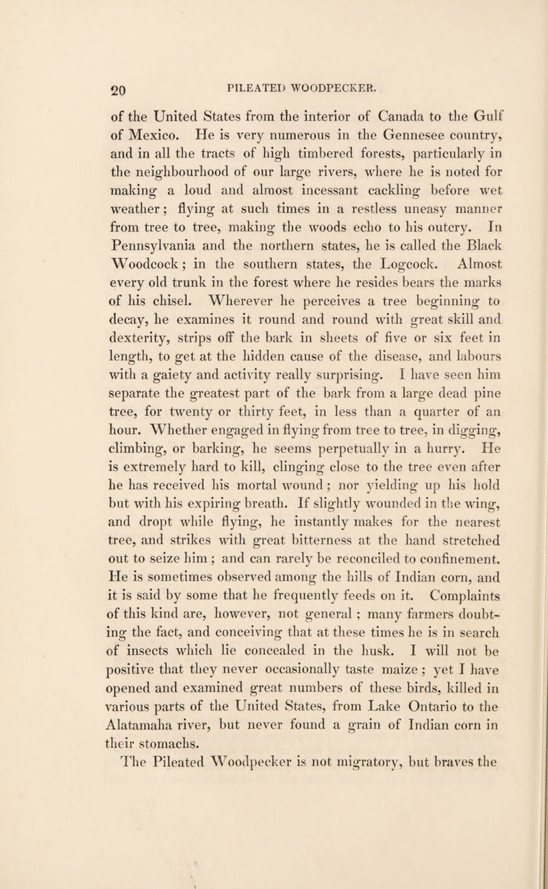 of the United States from the interior of Canada to the Gulf of Mexico. He is very numerous in the Gennesee country, and in all the tracts of high timbered forests, particularly in the neighbourhood of our large rivers, wdiere he is noted for making a loud and almost incessant cackling before wet weather; flying at such times in a restless uneasy manner from tree to tree, making- the woods echo to his outcrv. In Pennsylvania and the northern states, he is called the Black Woodcock; in the southern states, the Logcock. Almost every old trunk in the forest where he resides bears the marks of his chisel. Wherever he perceives a tree beginning to decay, he examines it round and round with great skill and dexterity, strips off the bark in sheets of five or six feet in length, to get at the hidden cause of the disease, and labours with a gaiety and activity really surprising. I have seen him separate the greatest part of the bark from a large dead pine tree, for twenty or thirty feet, in less than a quarter of an hour. Whether engaged in flying from tree to tree, in digging, climbing, or barking, he seems perpetually in a hurry. He is extremely hard to kill, clinging close to the tree even after he has received his mortal wound; nor yielding up his hold but with his expiring breath. If slightly wounded in the wing, and dropt while flying, he instantly makes for the nearest tree, and strikes with great bitterness at the hand stretched out to seize him ; and can rarely be reconciled to confinement. He is sometimes observed among the hills of Indian corn, and it is said by some that he frequently feeds on it. Complaints of this kind are, however, not general ; many farmers doubt¬ ing the fact, and conceiving that at these times he is in search of insects which lie concealed in the husk. I will not be positive that they never occasionally taste maize ; yet I have opened and examined great numbers of these birds, killed in various parts of the United States, from Lake Ontario to the Alatamaha river, but never found a grain of Indian corn in their stomachs. The Pileated Woodpecker is not migratory, but braves the