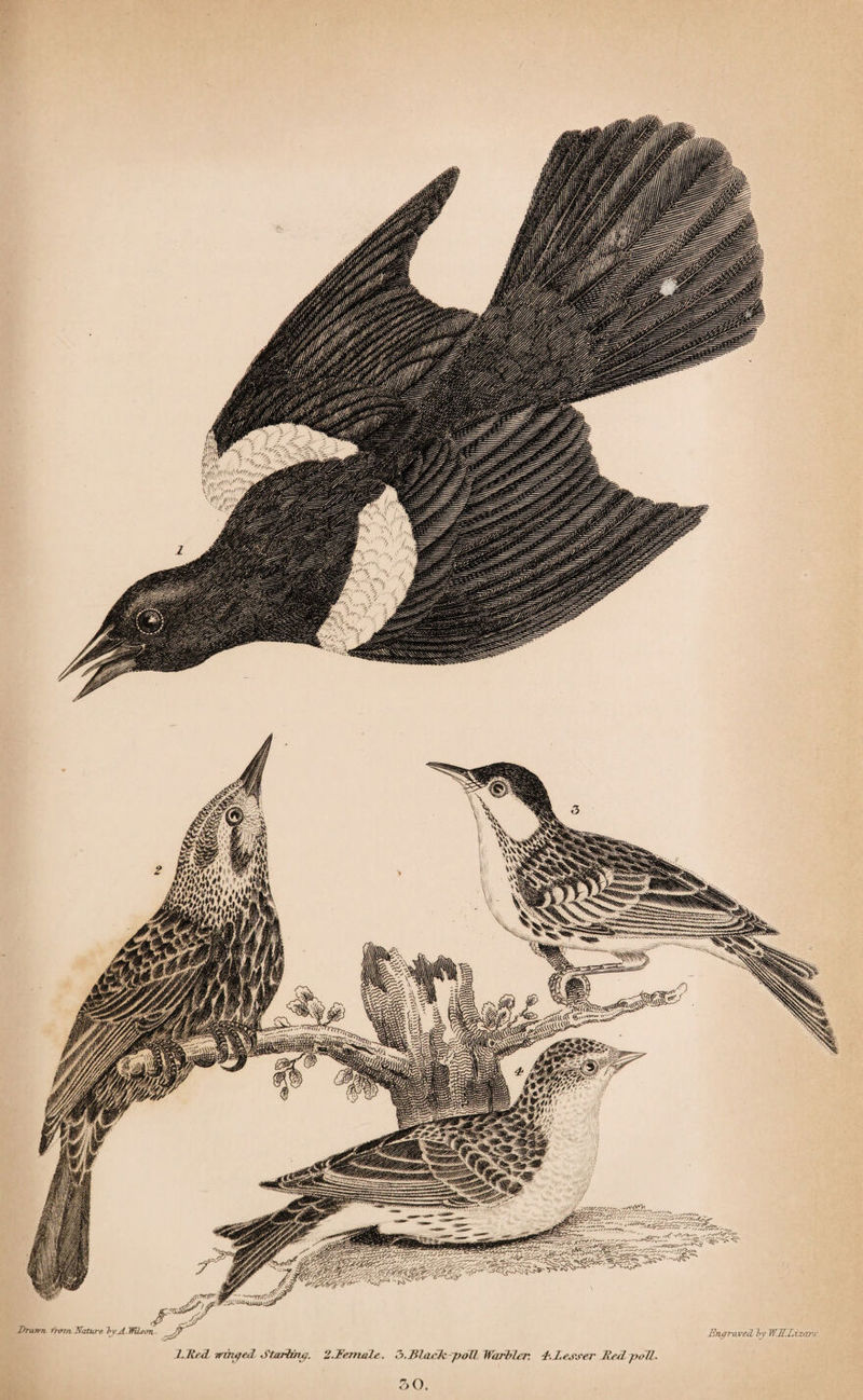 l.Red ircn^ed. Starting. 2.Female . 3. Black poR Warbler. -F.I.ej-ser Red pod. ?&gt; o.