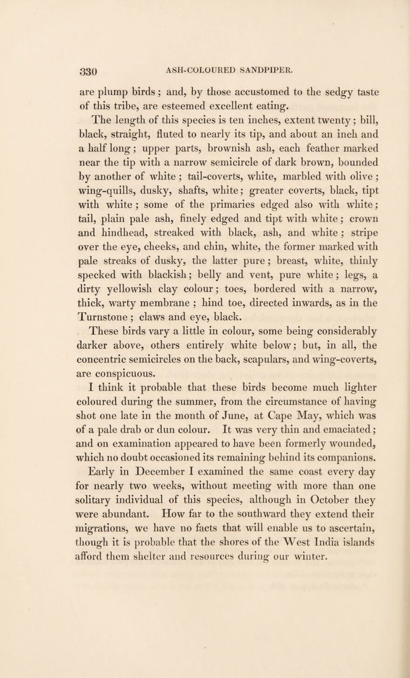 are plump birds; and, by those accustomed to the sedgy taste of this tribe, are esteemed excellent eating. The length of this species is ten inches, extent twenty; bill, black, straight, fluted to nearly its tip, and about an inch and a half long; upper parts, brownish ash, each feather marked near the tip with a narrow semicircle of dark brown, bounded by another of white ; tail-coverts, white, marbled with olive ; wing-quills, dusky, shafts, white; greater coverts, black, tipt with white ; some of the primaries edged also with white; tail, plain pale ash, finely edged and tipt with white; crown and hindhead, streaked with black, ash, and white ; stripe over the eye, cheeks, and chin, wdiite, the former marked with pale streaks of dusky, the latter pure; breast, white, thinly specked with blackish; belly and vent, pure white; legs, a dirty yellowish clay colour; toes, bordered with a narrow, thick, warty membrane ; hind toe, directed inwards, as in the Turnstone ; claws and eye, black. These birds vary a little in colour, some being considerably darker above, others entirely white below; but, in all, the concentric semicircles on the back, scapulars, and wing-coverts, are conspicuous. I think it probable that these birds become much lighter coloured during the summer, from the circumstance of having shot one late in the month of June, at Cape May, which was of a pale drab or dun colour. It was very thin and emaciated; and on examination appeared to have been formerly wounded, which no doubt occasioned its remaining behind its companions. Early in December I examined the same coast every day for nearly two weeks, without meeting with more than one solitary individual of this species, although in October they were abundant. How far to the southward they extend their migrations, we have no facts that will enable us to ascertain, though it is probable that the shores of the West India islands afford them shelter and resources during our winter.