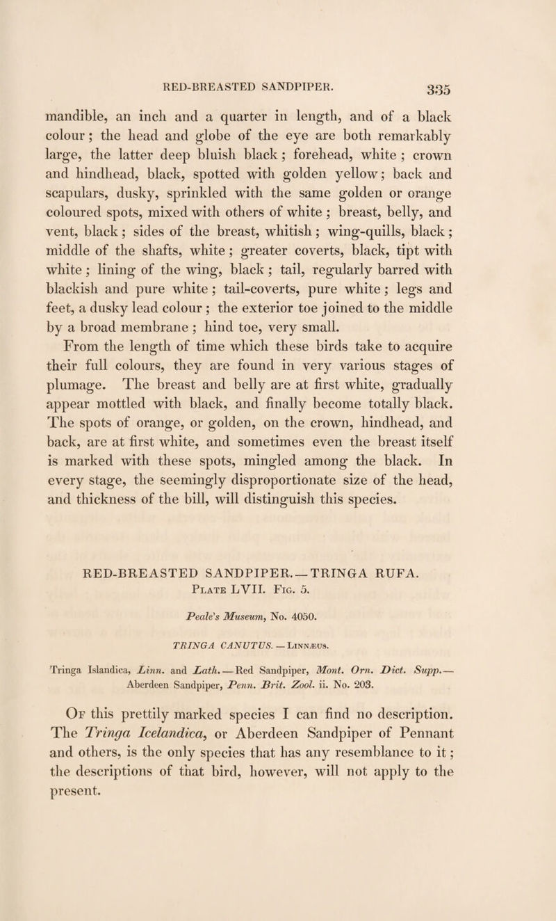 mandible, an inch and a quarter in length, and of a black colour; the head and globe of the eye are both remarkably large, the latter deep bluish black; forehead, white ; crown and hindhead, black, spotted with golden yellow; back and scapulars, dusky, sprinkled with the same golden or orange coloured spots, mixed with others of white ; breast, belly, and vent, black; sides of the breast, whitish; wing-quills, black; middle of the shafts, white; greater coverts, black, tipt with white ; lining of the wing, black ; tail, regularly barred with blackish and pure white; tail-coverts, pure white; legs and feet, a dusky lead colour; the exterior toe joined to the middle by a broad membrane ; hind toe, very small. From the length of time which these birds take to acquire their full colours, they are found in very various stages of plumage. The breast and belly are at first white, gradually appear mottled with black, and finally become totally black. The spots of orange, or golden, on the crown, hindhead, and back, are at first white, and sometimes even the breast itself is marked with these spots, mingled among the black. In every stage, the seemingly disproportionate size of the head, and thickness of the bill, will distinguish this species. RED-BREASTED SANDPIPER_TRINGA RUFA. Plate EVIL Fig. 5. Peale's Museum, No. 4050. TRINGA CANUTUS. — Lxnn^us. Tringa Islandica, Linn, and Lath. — Red Sandpiper, Mont. Orn. Diet. Supp.— Aberdeen Sandpiper, Penn. Prit. Zool. ii. No. 203. Of this prettily marked species I can find no description. The Tringa Icelandica, or Aberdeen Sandpiper of Pennant and others, is the only species that has any resemblance to it; the descriptions of that bird, however, will not apply to the present.