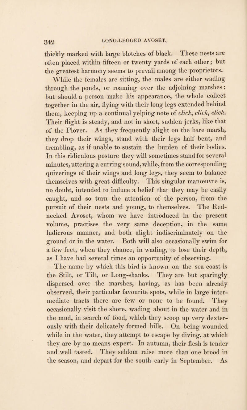 thickly marked with large blotches of black. These nests are often placed within fifteen or twenty yards of each other; but the greatest harmony seems to prevail among the proprietors. While the females are sitting, the males are either wading through the ponds, or roaming over the adjoining marshes; but should a person make his appearance, the whole collect together in the air, flying with their long legs extended behind them, keeping up a continual yelping note of click, click, click. Their flight is steady, and not in short, sudden jerks, like that of the Plover. As they frequently alight on the bare marsh, they drop their wings, stand with their legs half bent, and trembling, as if unable to sustain the burden of their bodies. In this ridiculous posture they will sometimes stand for several minutes, uttering a curring sound, while, from the corresponding quiverings of their wings and long legs, they seem to balance themselves with great difficulty. This singular manoeuvre is, no doubt, intended to induce a belief that they may be easily caught, and so turn the attention of the person, from the pursuit of their nests and young, to themselves. The Red¬ necked Avoset, whom we have introduced in the present volume, practises the very same deception, in the same ludicrous manner, and both alight indiscriminately on the ground or in the water. Both will also occasionally swim for a few feet, when they chance, in wading, to lose their depth, as I have had several times an opportunity of observing. The name bv which this bird is known on the sea coast is the Stilt, or Tilt, or Long-shanks. They are but sparingly dispersed over the marshes, having, as has been already observed, their particular favourite spots, while in large inter¬ mediate tracts there are few or none to be found. They occasionally visit the shore, wading about in the water and in the mud, in search of food, which they scoop up very dexter¬ ously with their delicately formed bills. On being wounded while in the water, they attempt to escape by diving, at which they are by no means expert. In autumn, their flesh is tender and well tasted. They seldom raise more than one brood in the season, and depart for the south early in September. As
